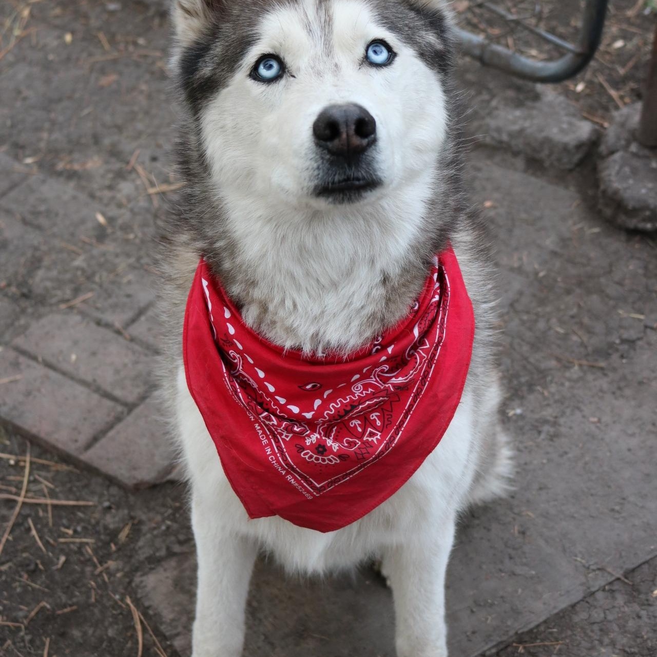 Dakota, Adoptable, Adult Male Husky.