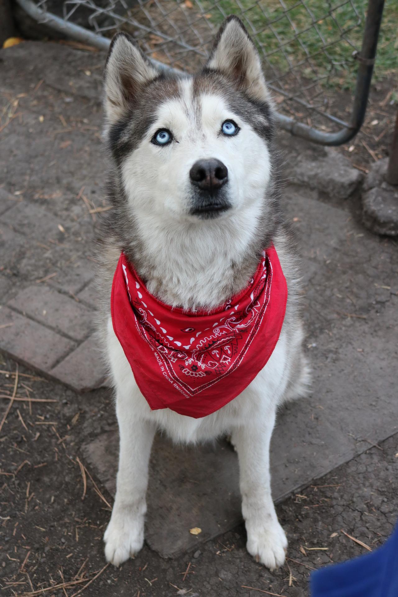 Dakota, an adoptable Husky in La Grande, OR, 97850 | Photo Image 1