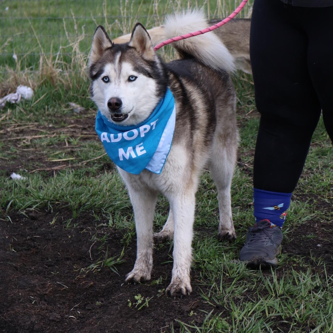 Dakota, a Adoptable Husky in La Grande, OR image 4/6