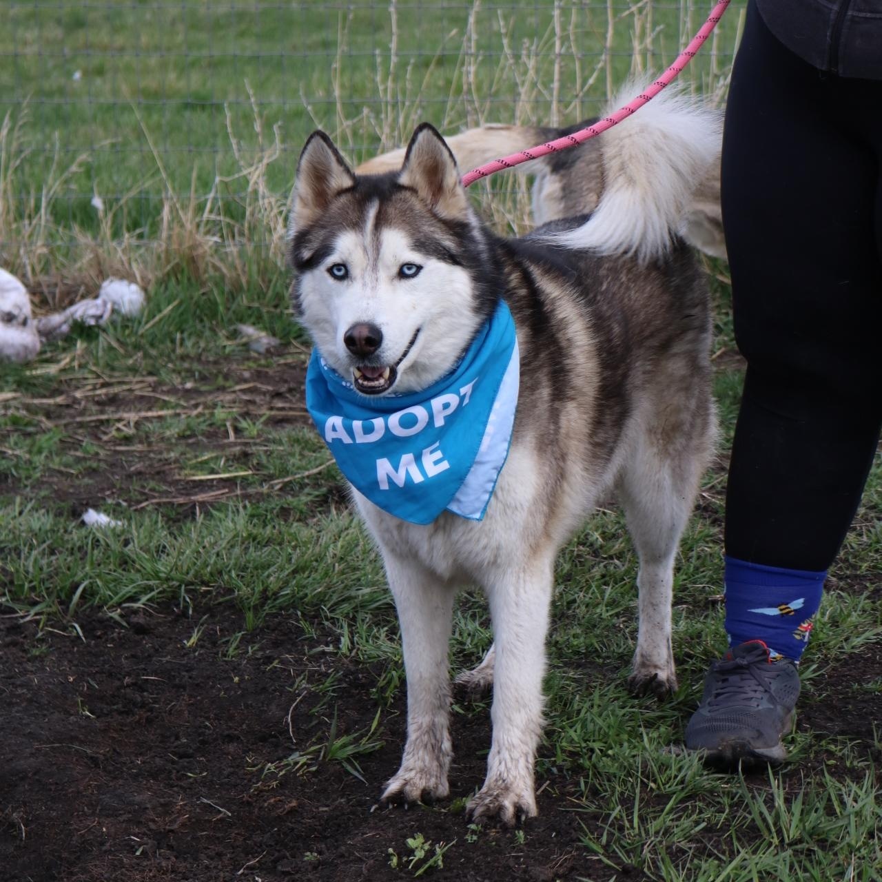 Dakota, an adoptable Husky in La Grande, OR, 97850 | Photo Image 2