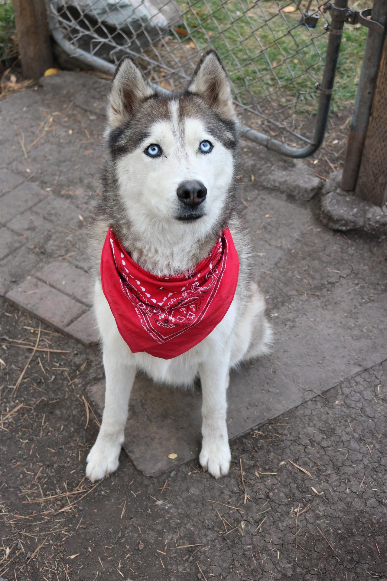 Dakota, an adoptable Husky in La Grande, OR, 97850 | Photo Image 4