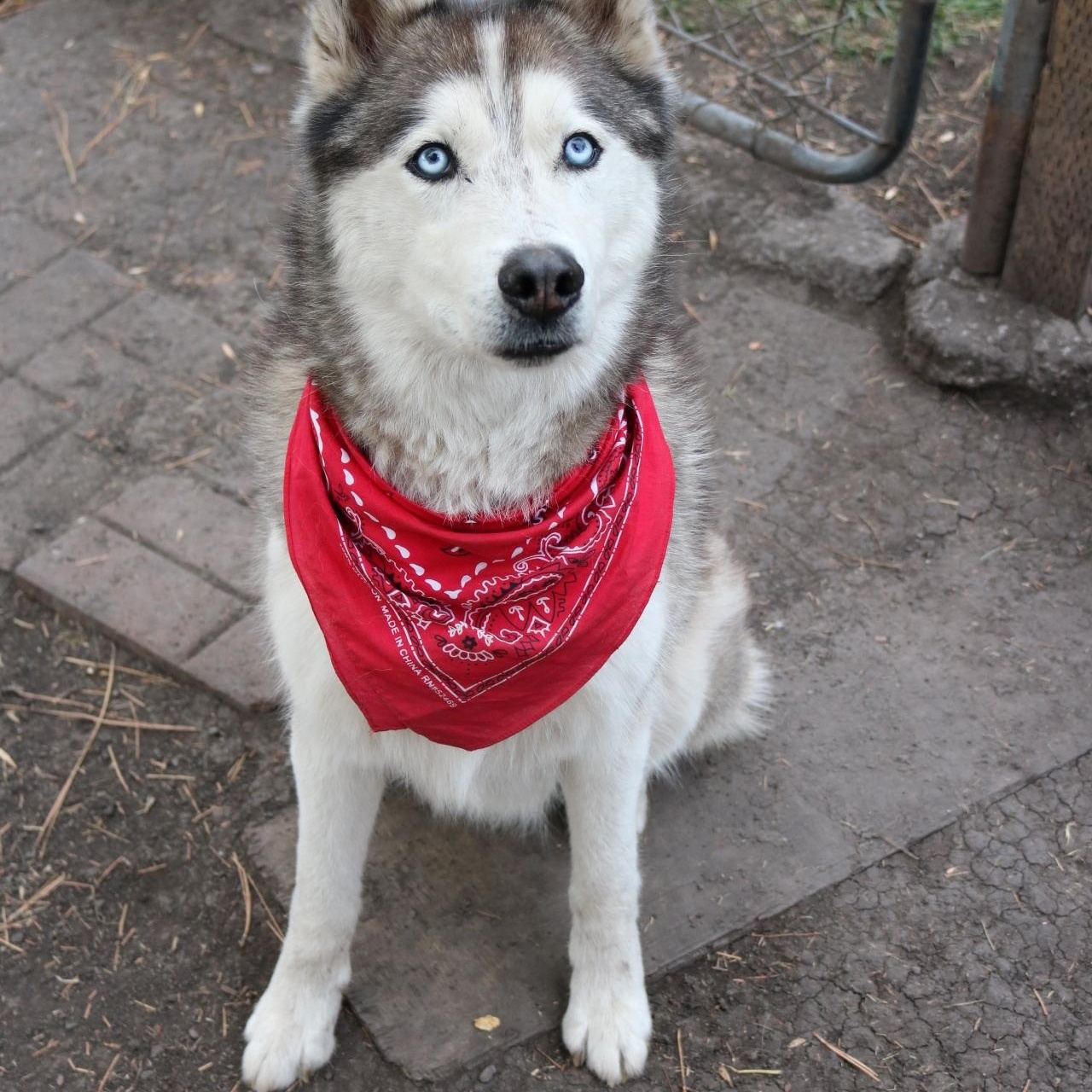 Dakota, a Adoptable Husky in La Grande, OR image 5/6