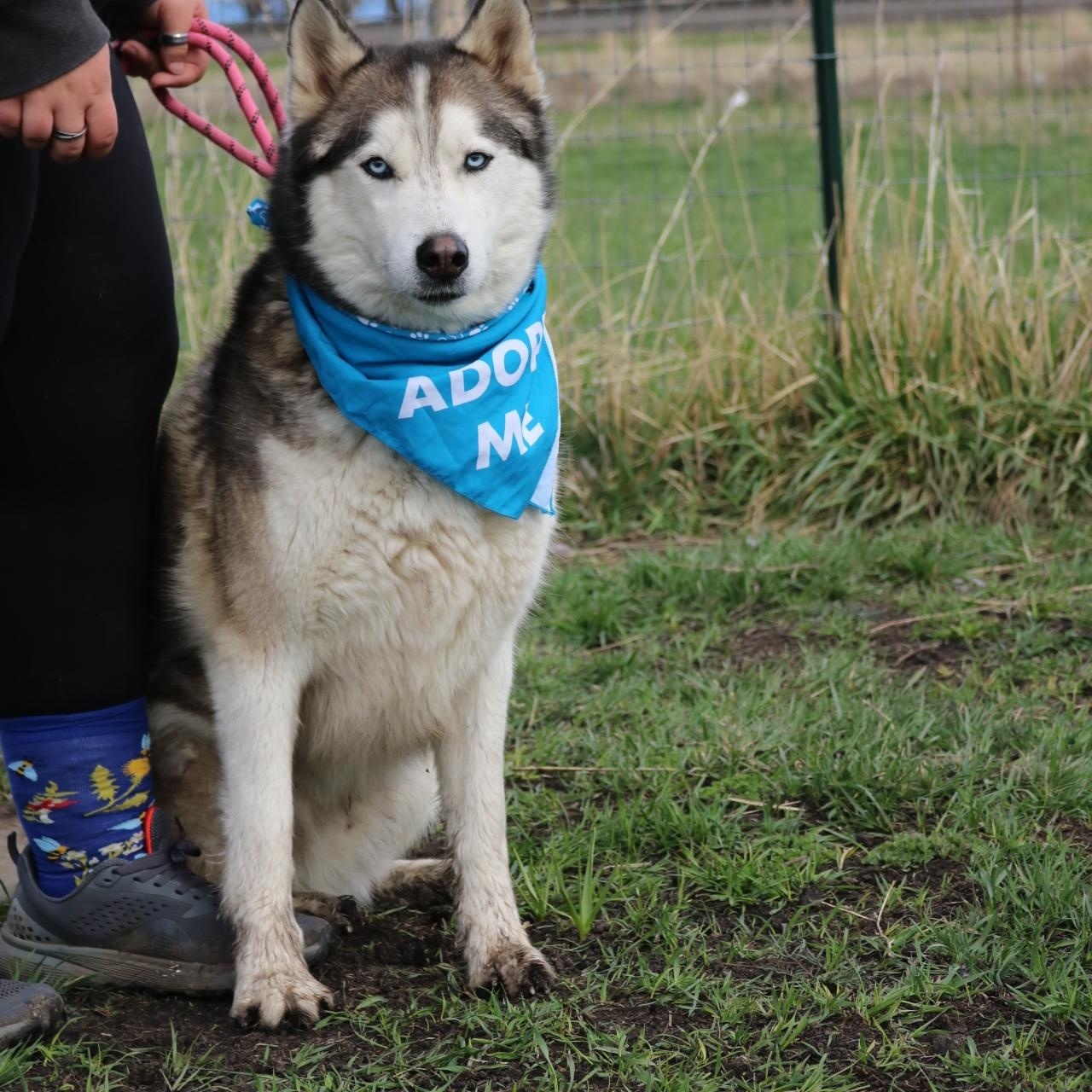 Dakota, an adoptable Husky in La Grande, OR, 97850 | Photo Image 5