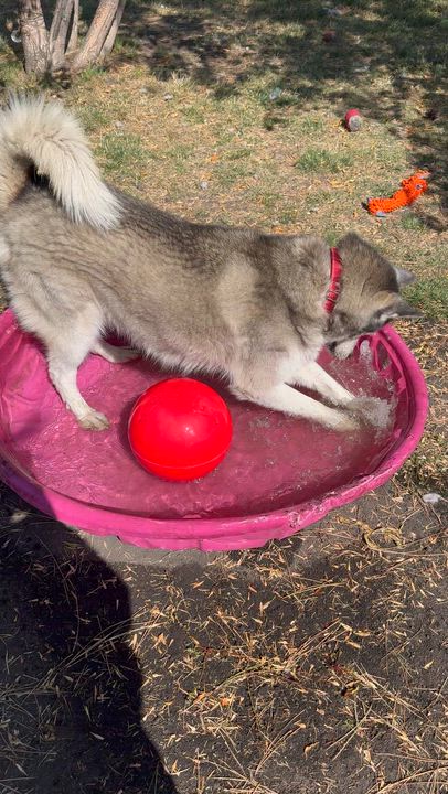 Enlarge Dakota, a Adoptable Husky in La Grande, OR video 3/6