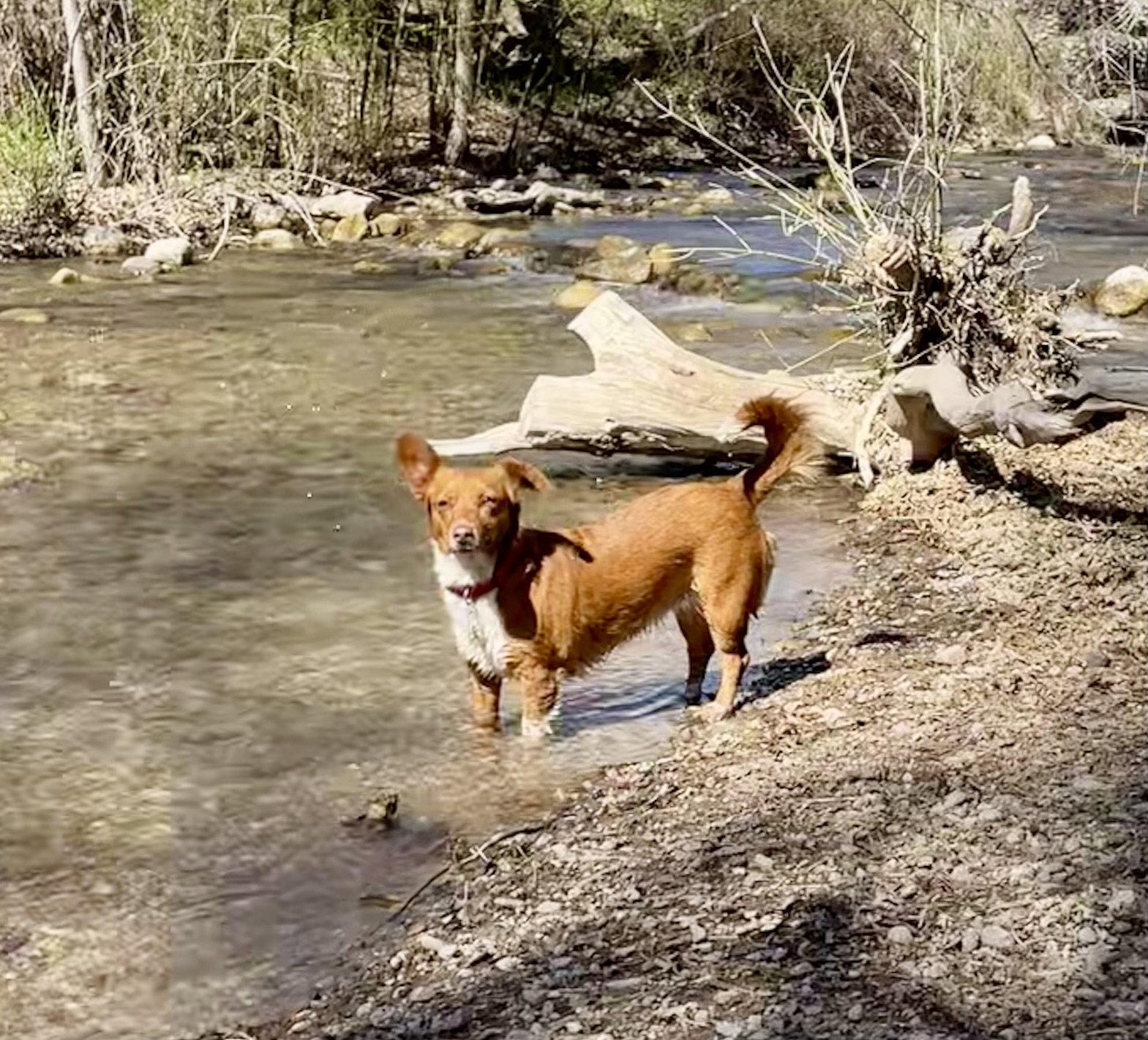 Guera Bonita, Adopted, Adult Female Chihuahua.