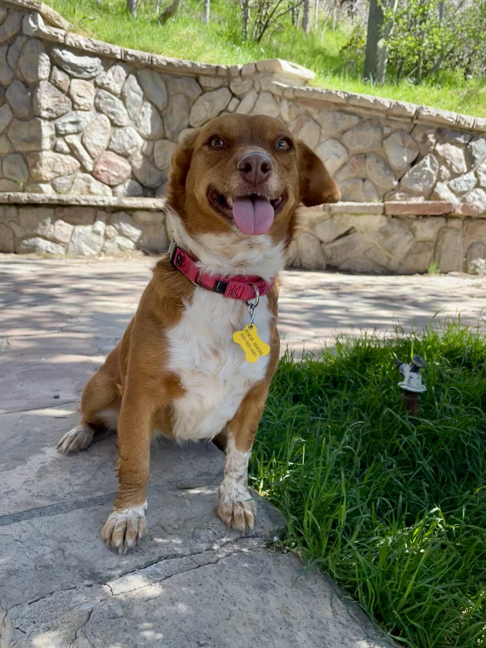 Enlarge Guera Bonita, a Adopted Chihuahua in Salt Lake City, UT image 2/3