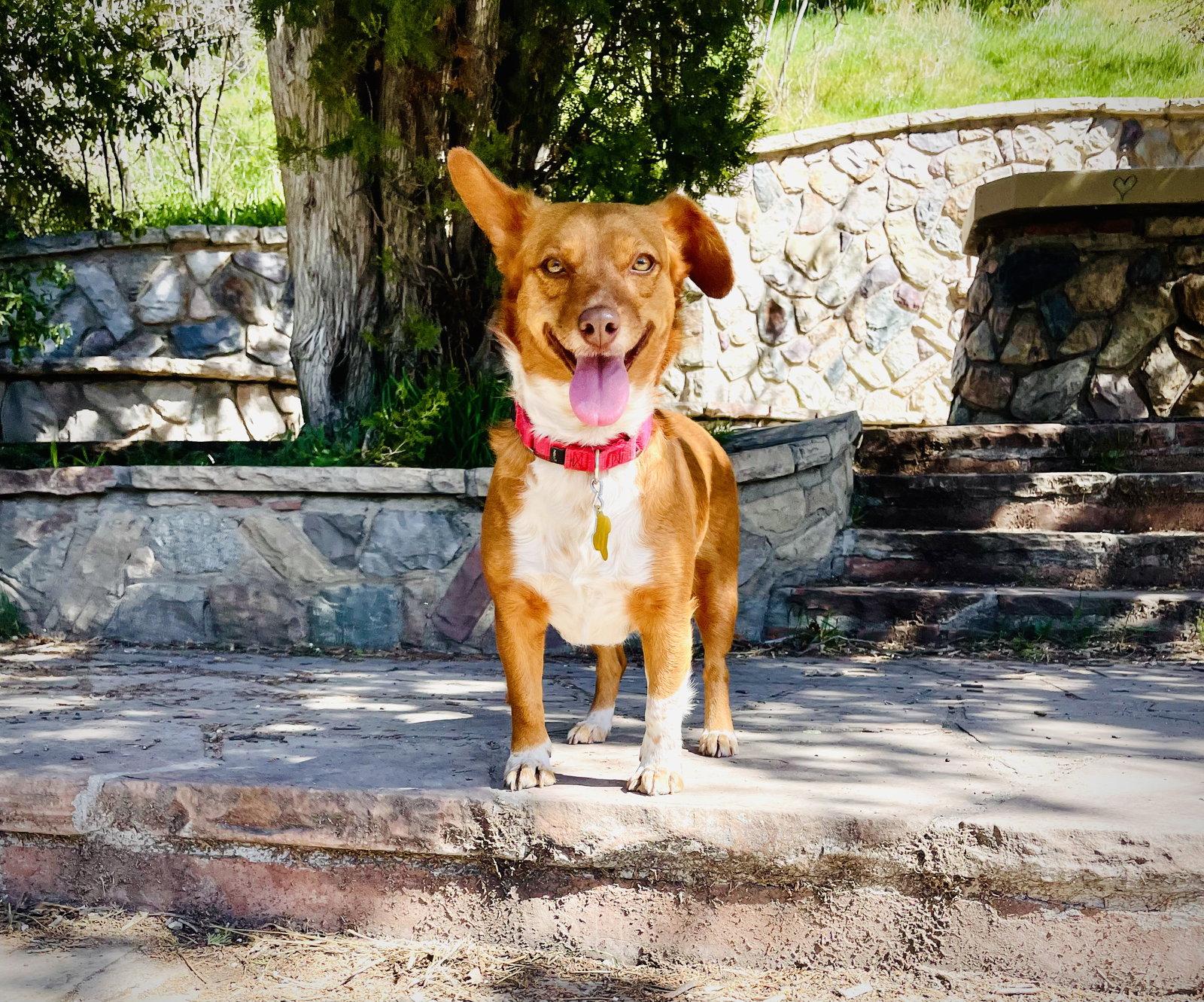 Enlarge Guera Bonita, a Adopted Chihuahua in Salt Lake City, UT image 3/3