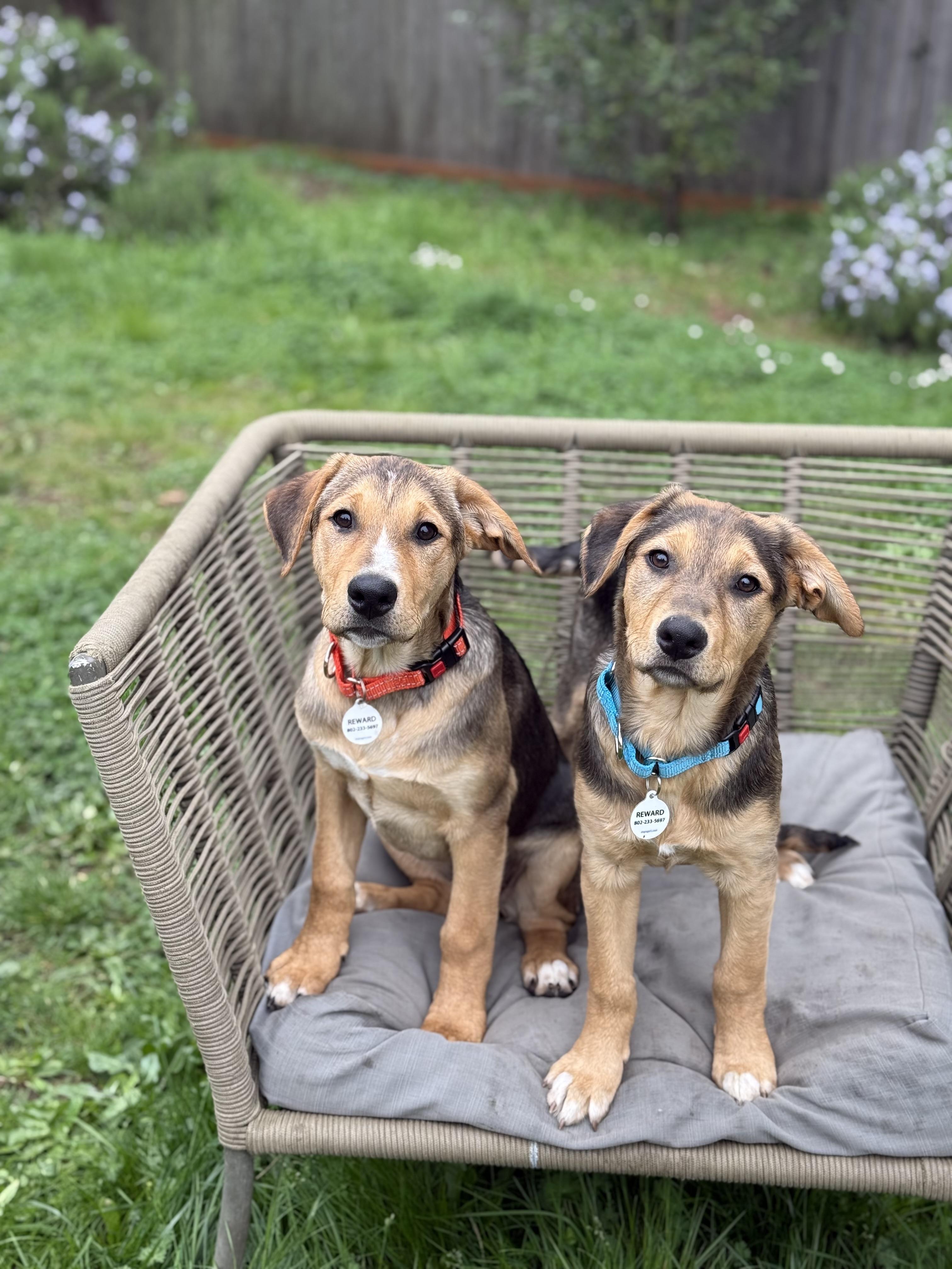 Enlarge Celine, a ADOPTABLE mixed breed in Eugene, OR image 2/2