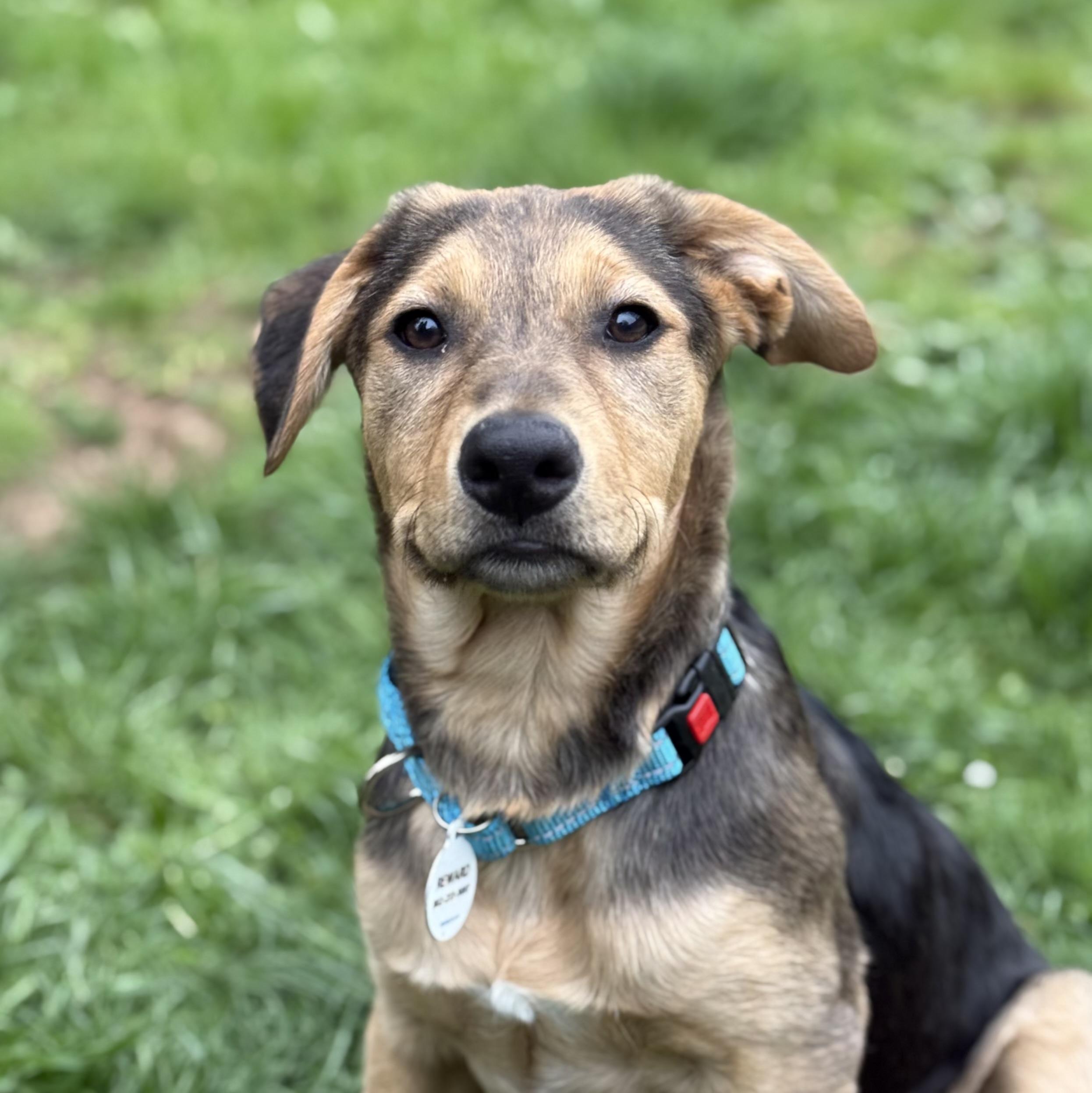 Enlarge Celine, a ADOPTABLE mixed breed in Eugene, OR image 1/2