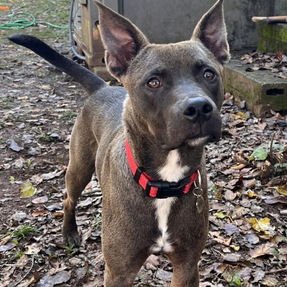 Burger, Adoptable, Puppy Male Belgian Shepherd / Malinois.