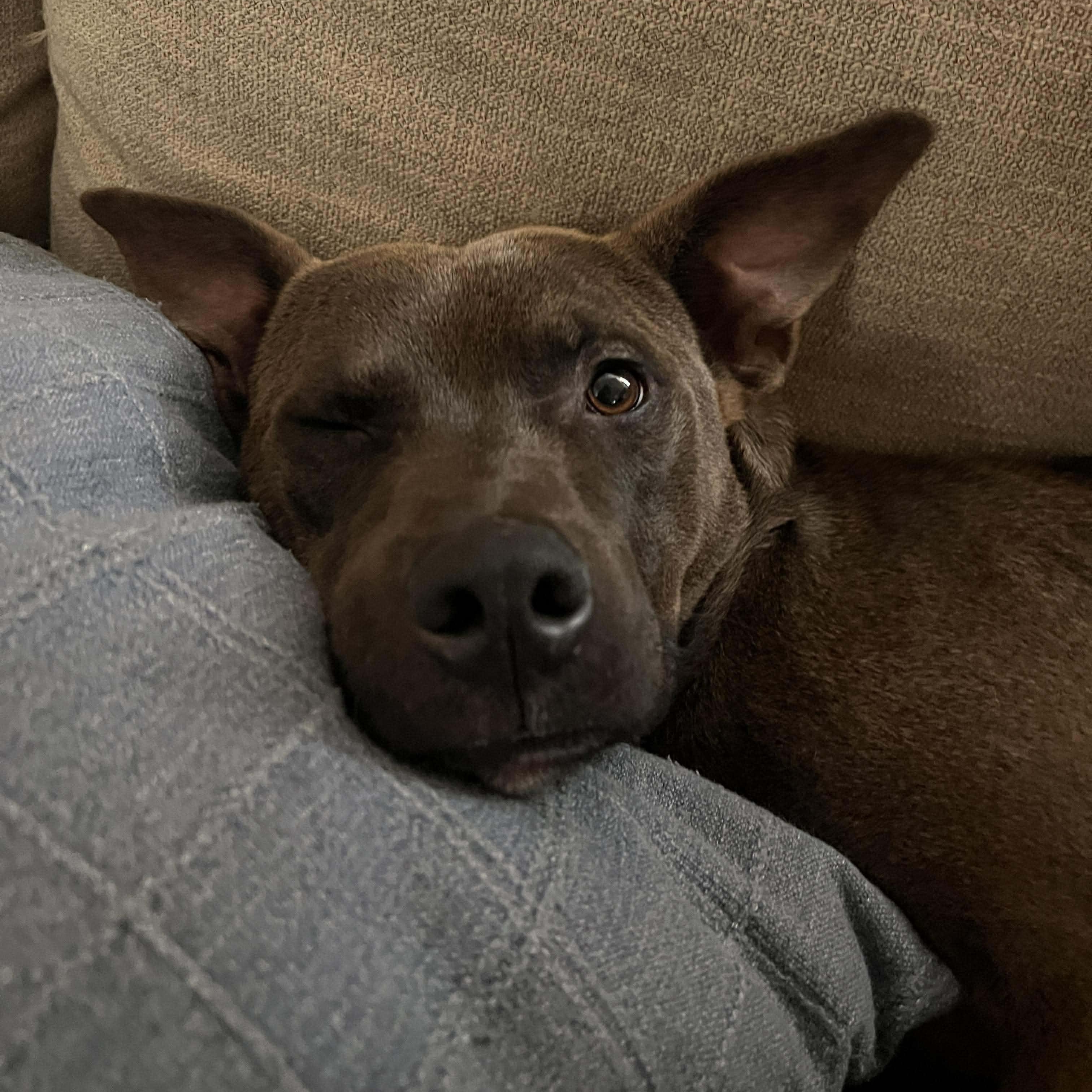 Enlarge Burger, a Adoptable mixed breed in Hopkinton, MA image 5/6