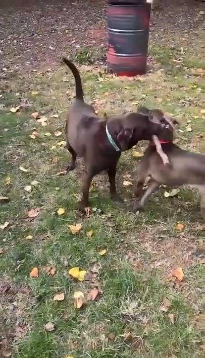 Enlarge Burger, a Adoptable mixed breed in Hopkinton, MA video 6/6