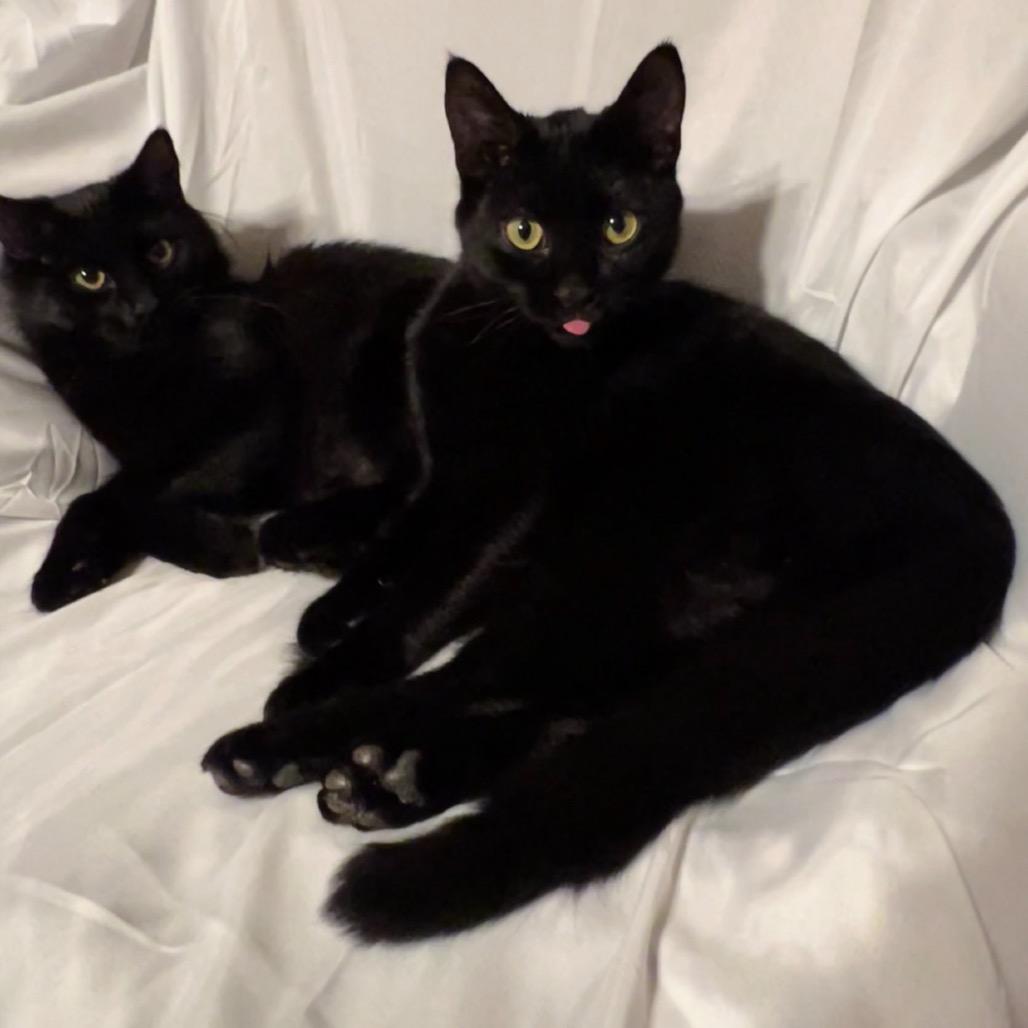 Max, Adoptable, Kitten Male Domestic Short Hair.