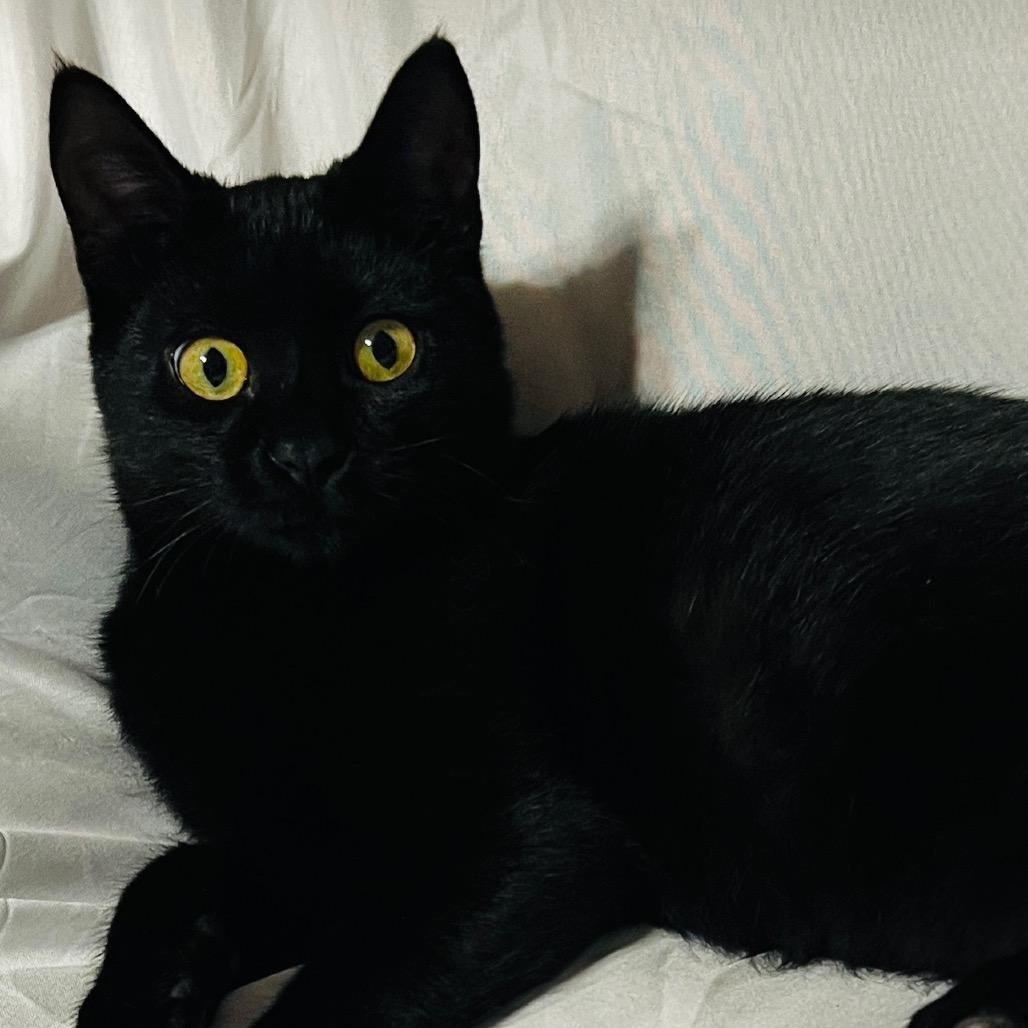 Max, a Adoptable Domestic Short Hair in Folsom, LA image 2/3