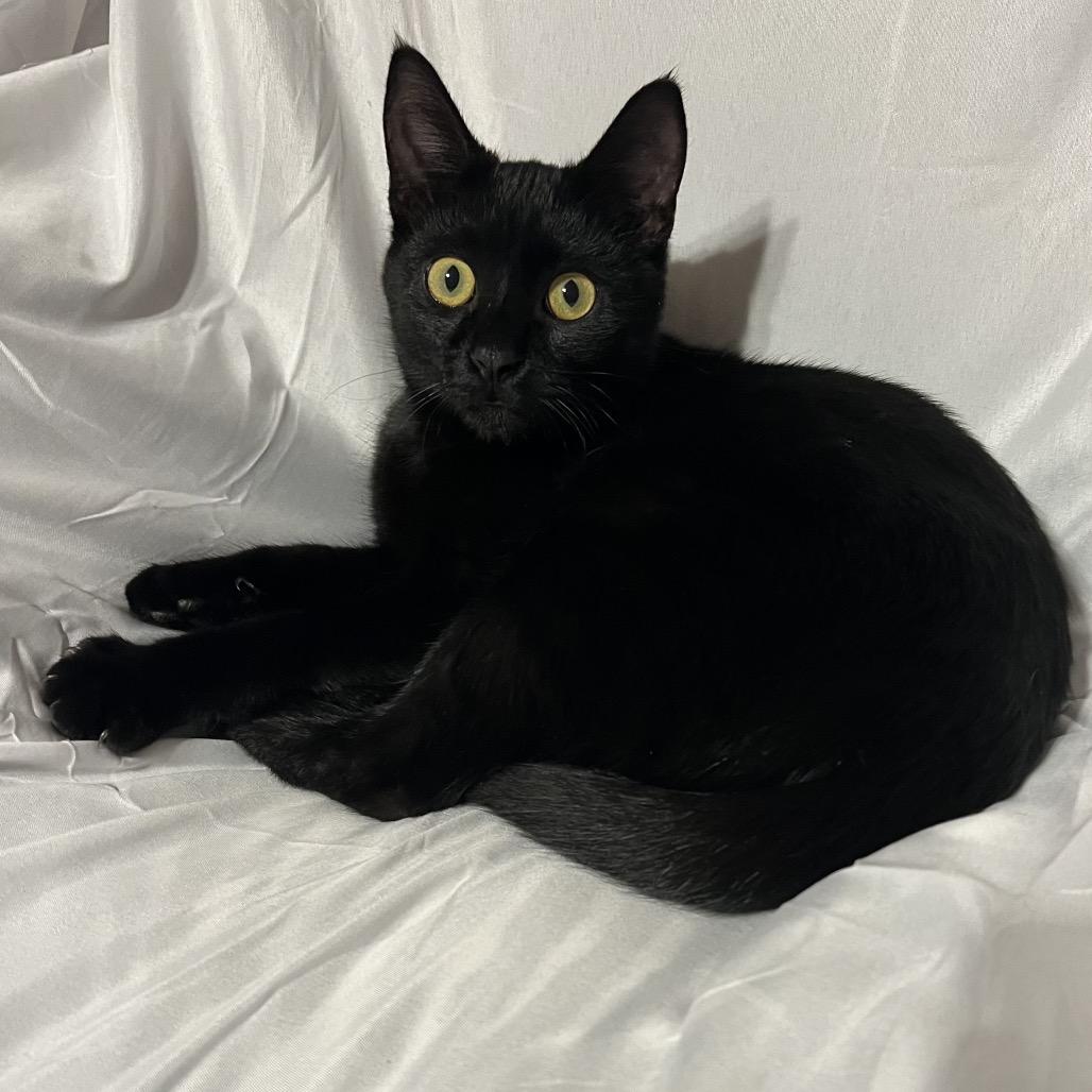 Max, a Adoptable Domestic Short Hair in Folsom, LA image 3/3