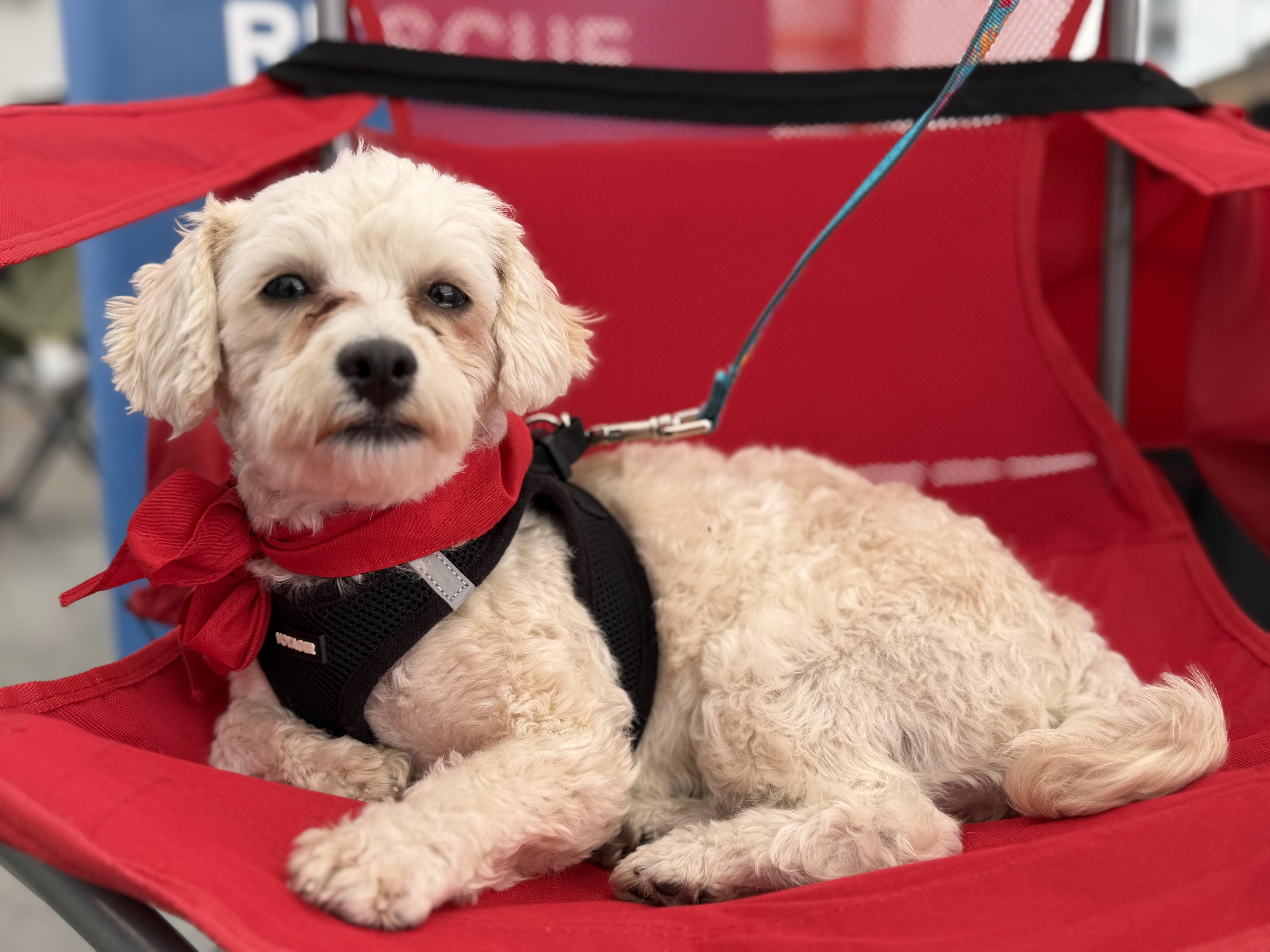 Rachel, Adoptable, Adult Female Bichon Frise.
