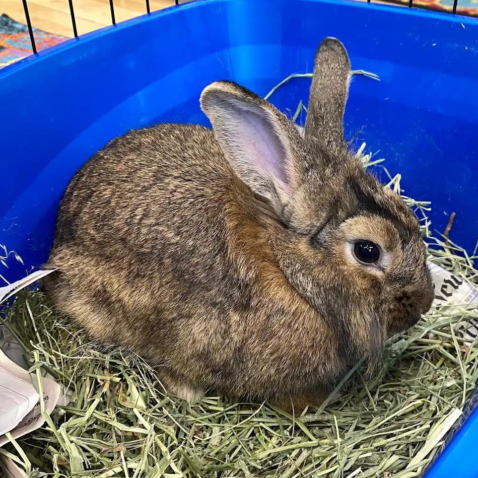CHESSIE, a Adoptable Lionhead in Forest Hills, NY image 2/6