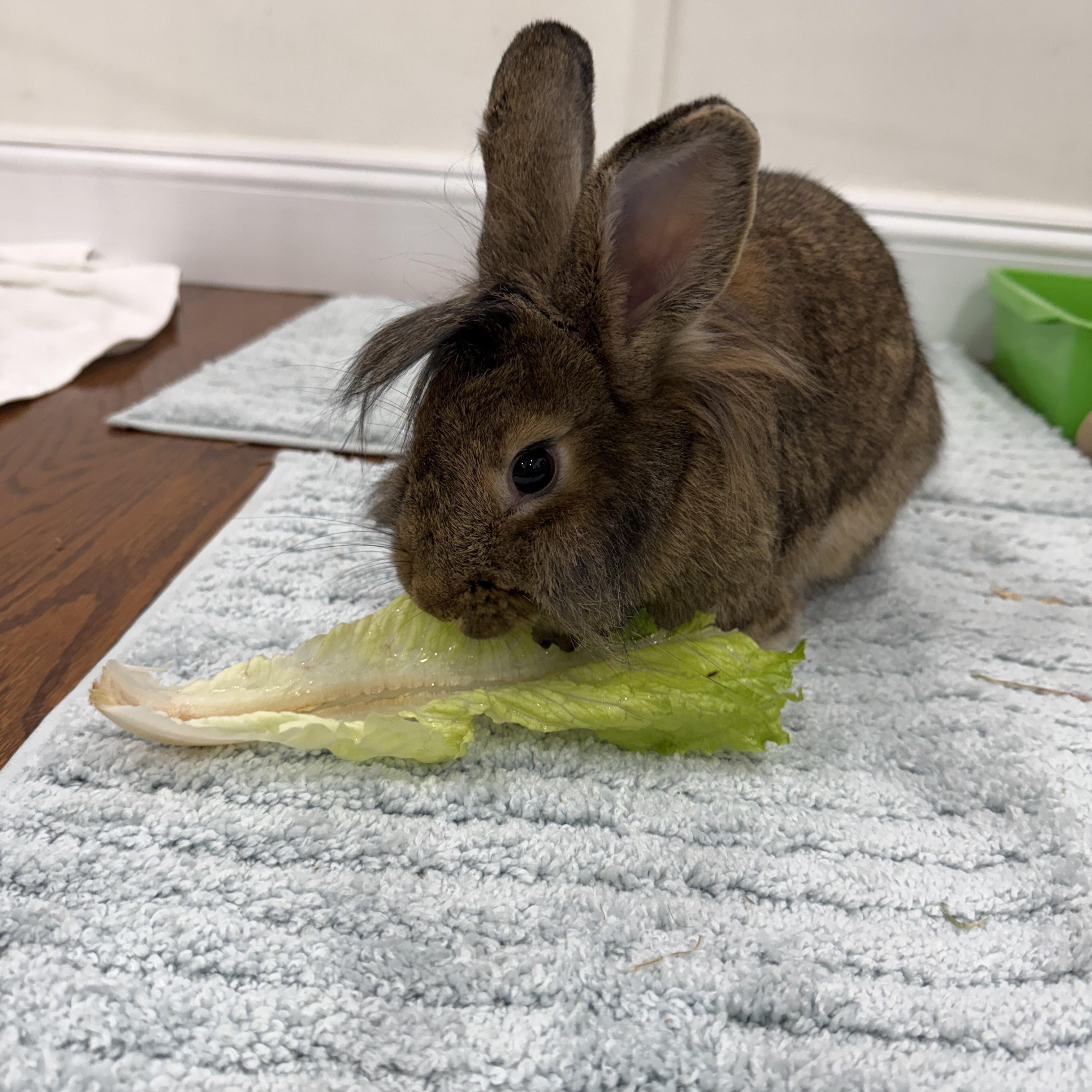 CHESSIE, a Adoptable Lionhead in Forest Hills, NY image 6/6