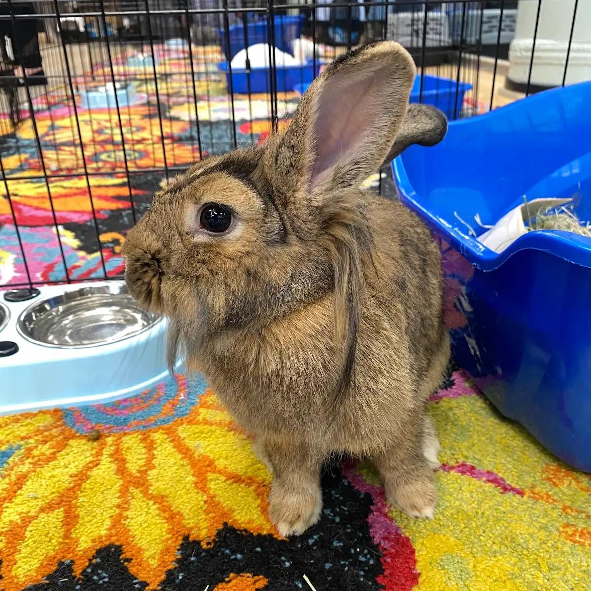 CHESSIE, Adoptable, Young Female Lionhead.