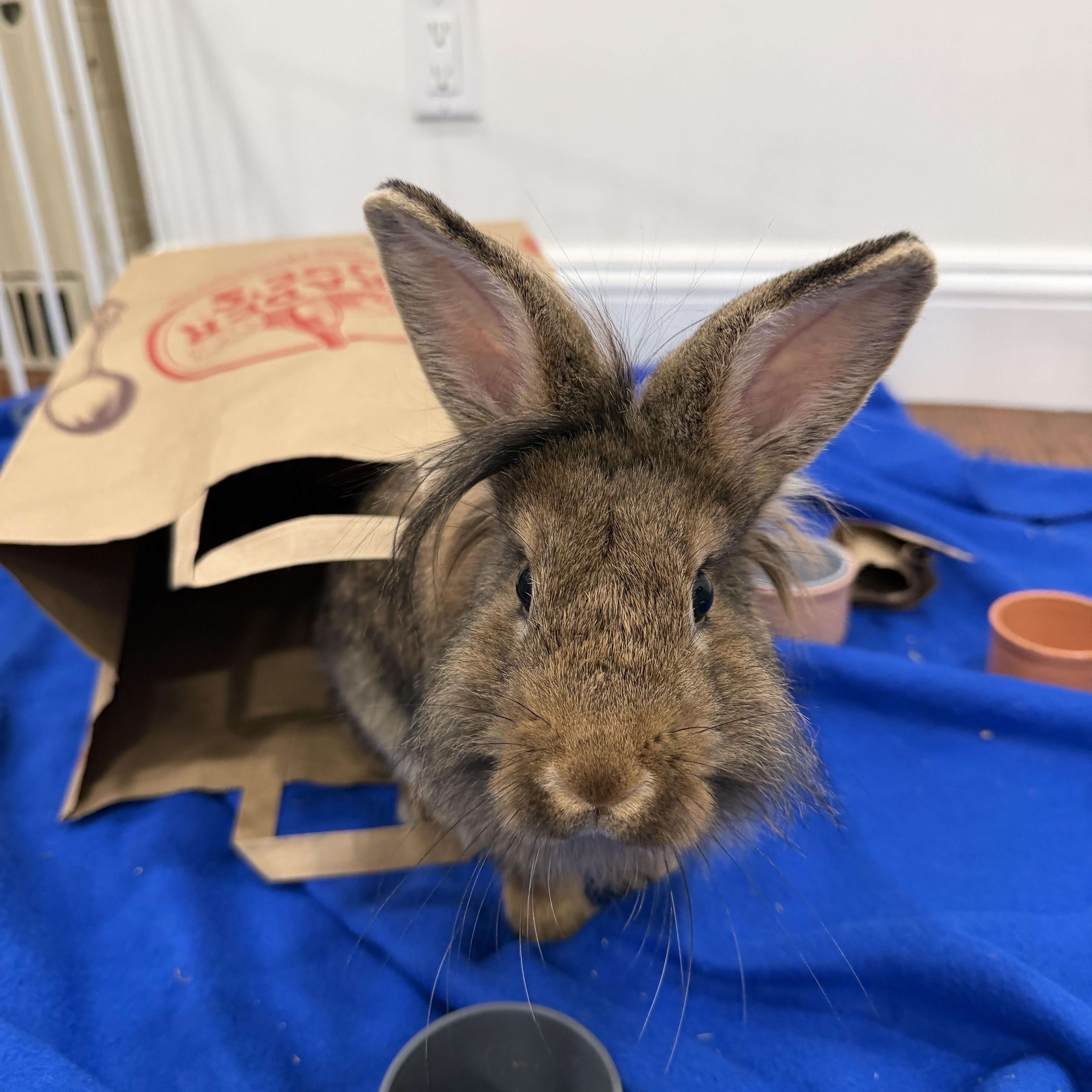 CHESSIE, a Adoptable Lionhead in Forest Hills, NY image 5/6