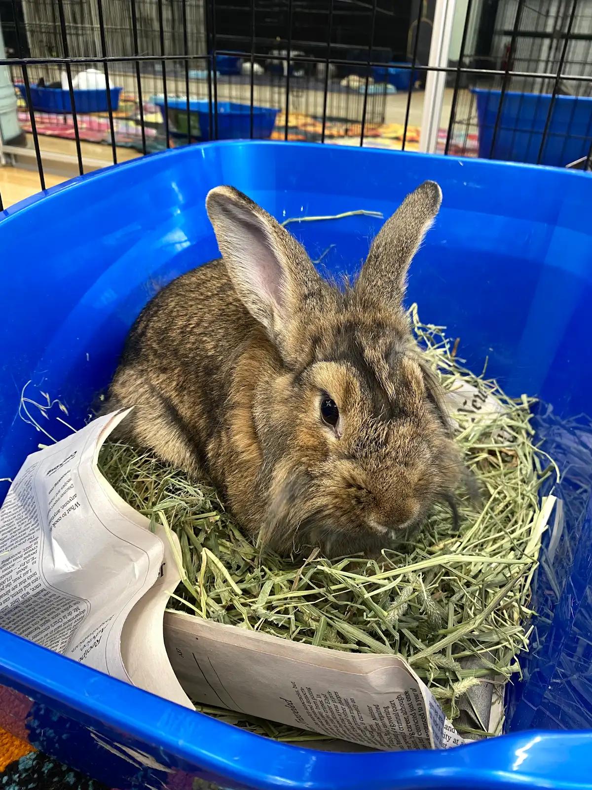 CHESSIE, a Adoptable Lionhead in Forest Hills, NY image 3/6