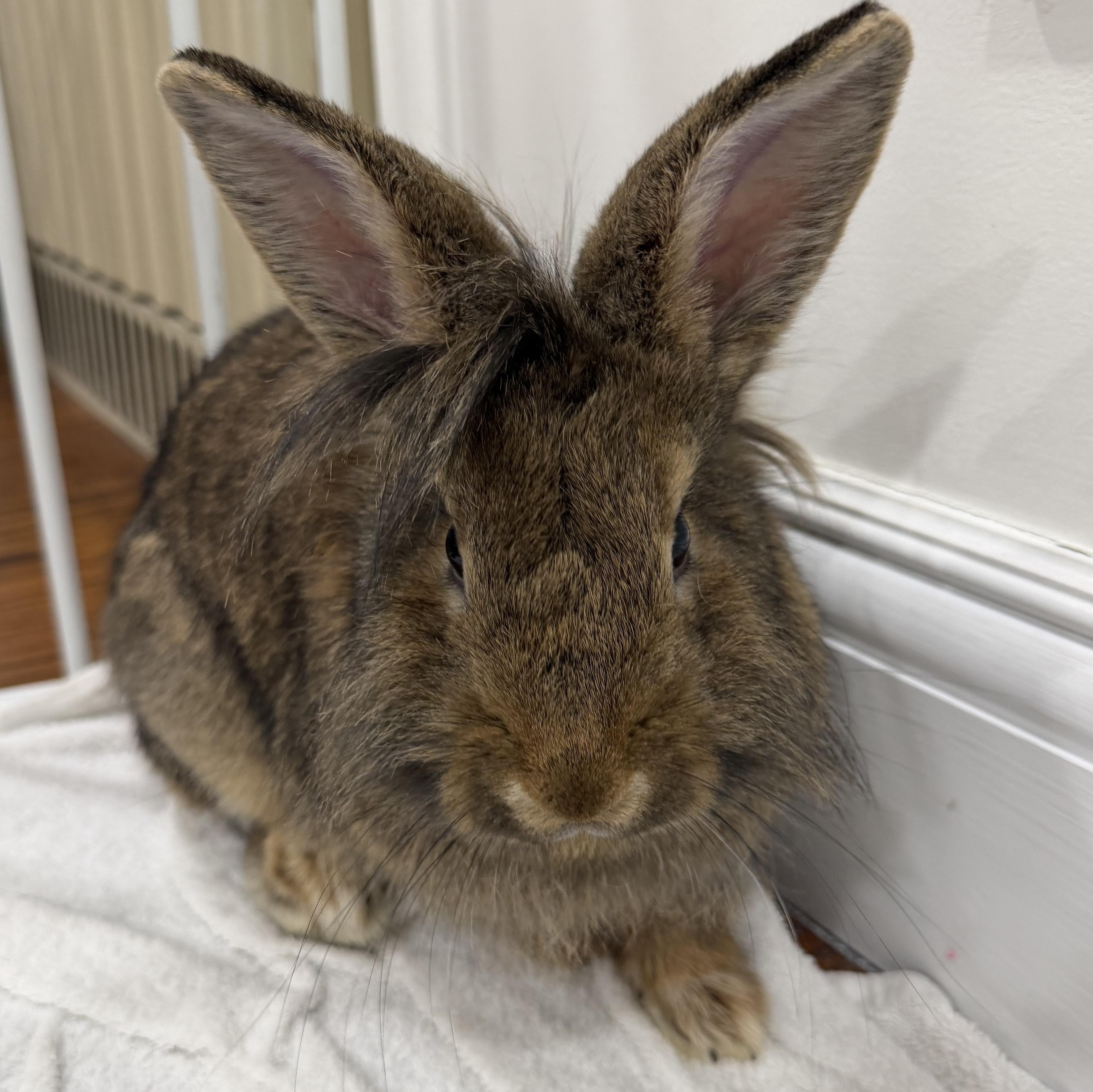 CHESSIE, a Adoptable Lionhead in Forest Hills, NY image 4/6