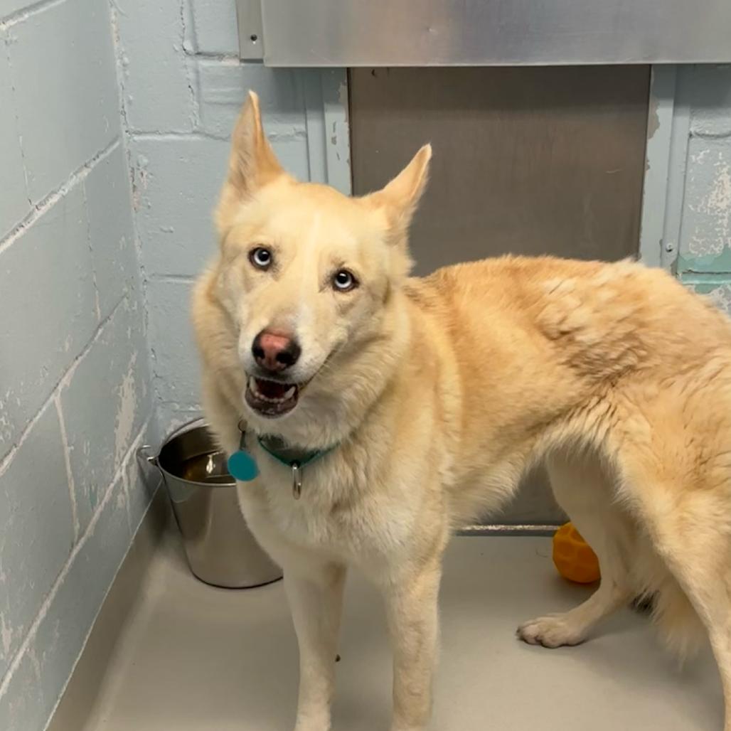 Charlotte, Adoptable, Adult Female Siberian Husky & Mixed Breed.