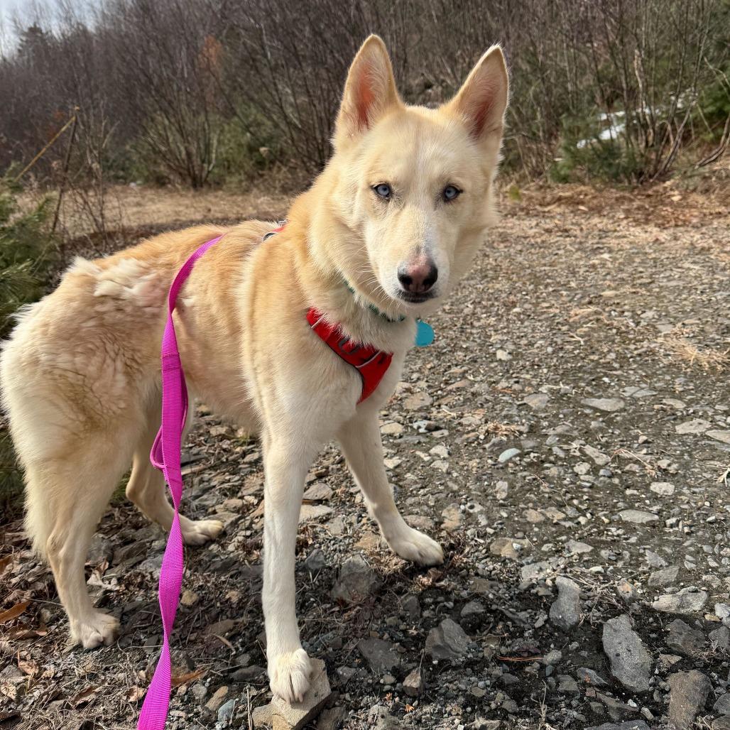 Enlarge Charlotte, a Adoptable mixed breed in Enfield, NH image 2/5