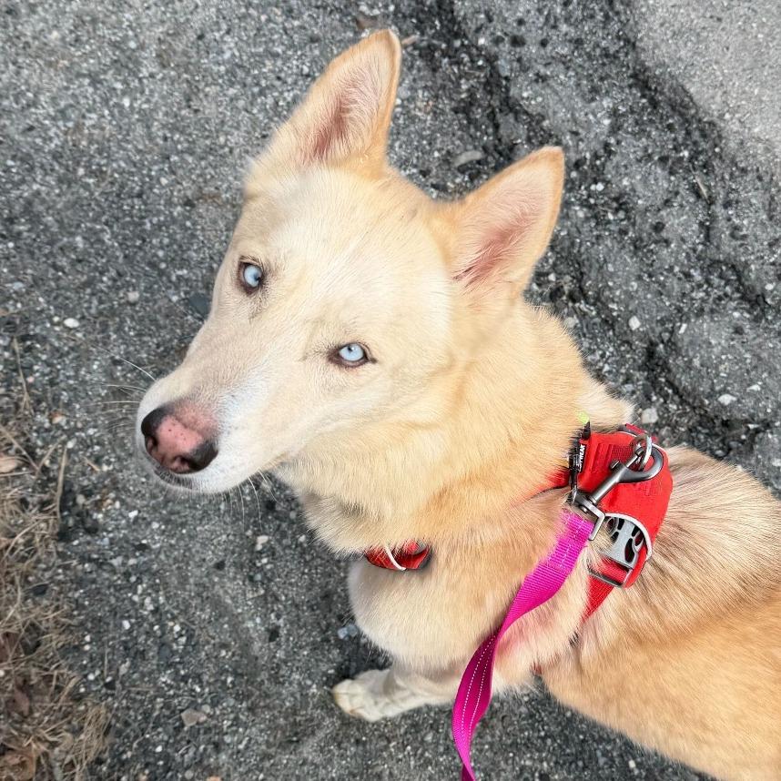 Enlarge Charlotte, a Adoptable mixed breed in Enfield, NH image 3/5