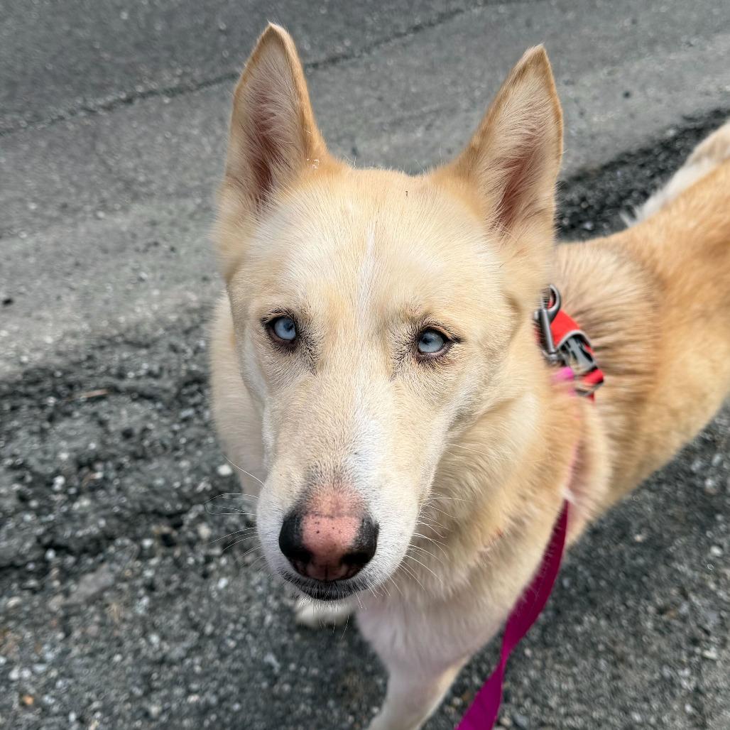 Enlarge Charlotte, a Adoptable mixed breed in Enfield, NH image 4/5