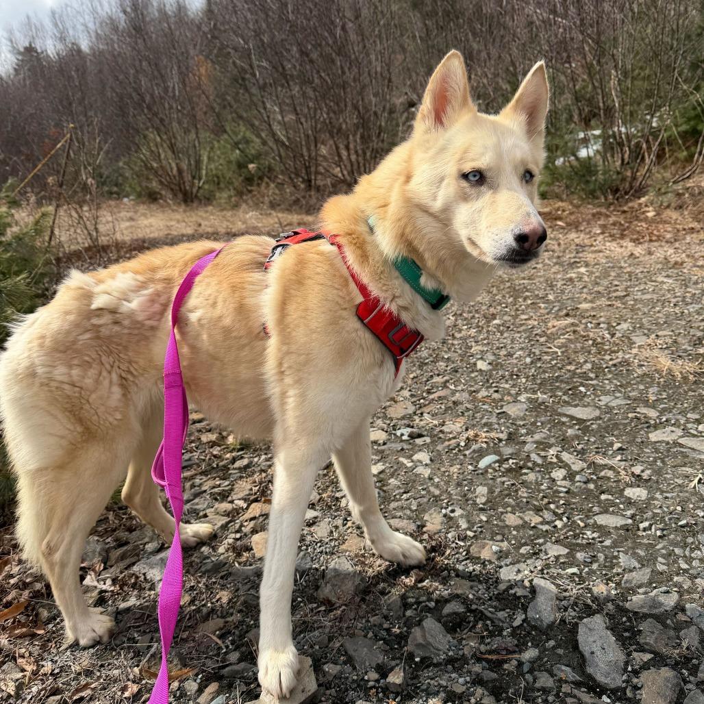 Enlarge Charlotte, a Adoptable mixed breed in Enfield, NH image 5/5