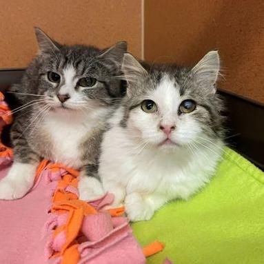 Enlarge Wanda, a ADOPTABLE Domestic Short Hair in Rochester, MN image 2/2