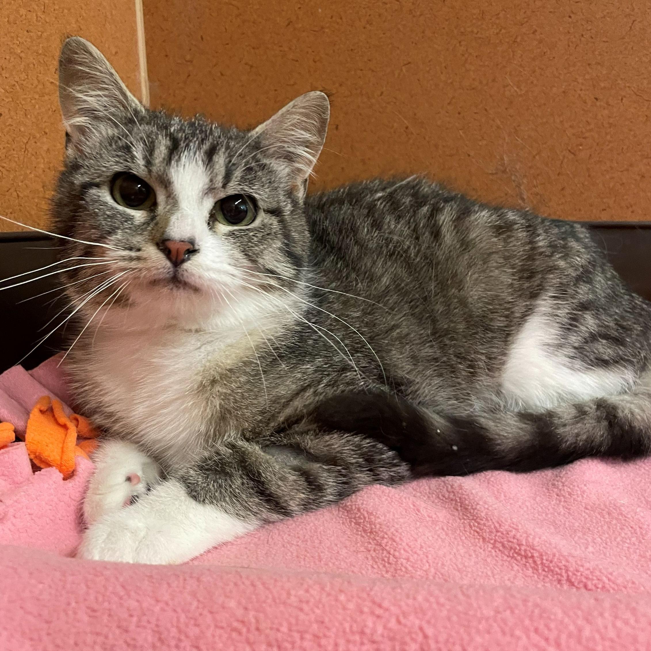 Wanda, ADOPTABLE, Young Female Domestic Short Hair.