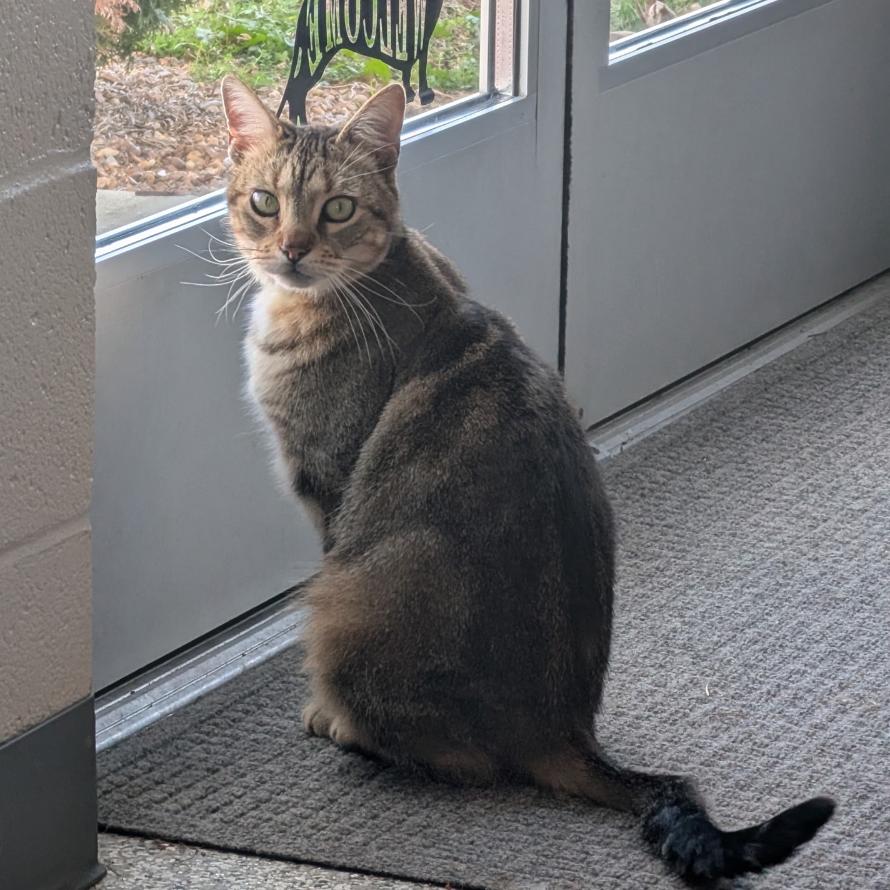 Enlarge Toffee, a Adoptable Domestic Short Hair in Nashville, TN image 1/1