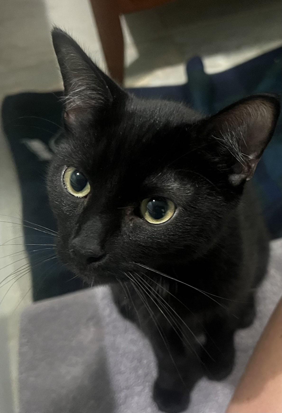 Hannon and Hardy, ADOPTABLE, Kitten Male Domestic Short Hair.
