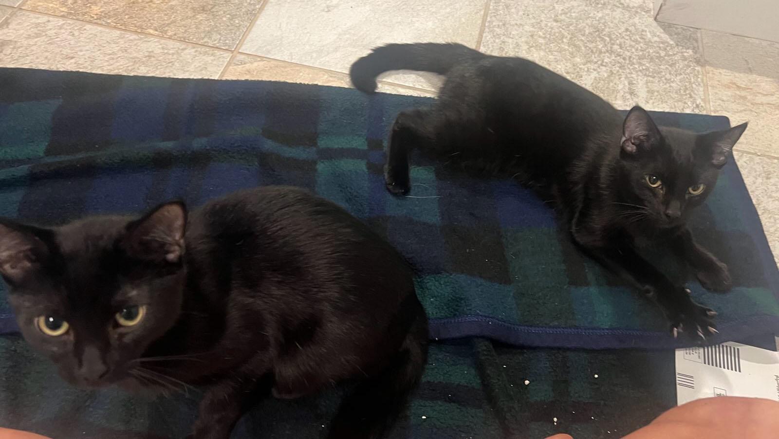 Hannon and Hardy, a ADOPTABLE Domestic Short Hair in Medfield, MA image 3/3
