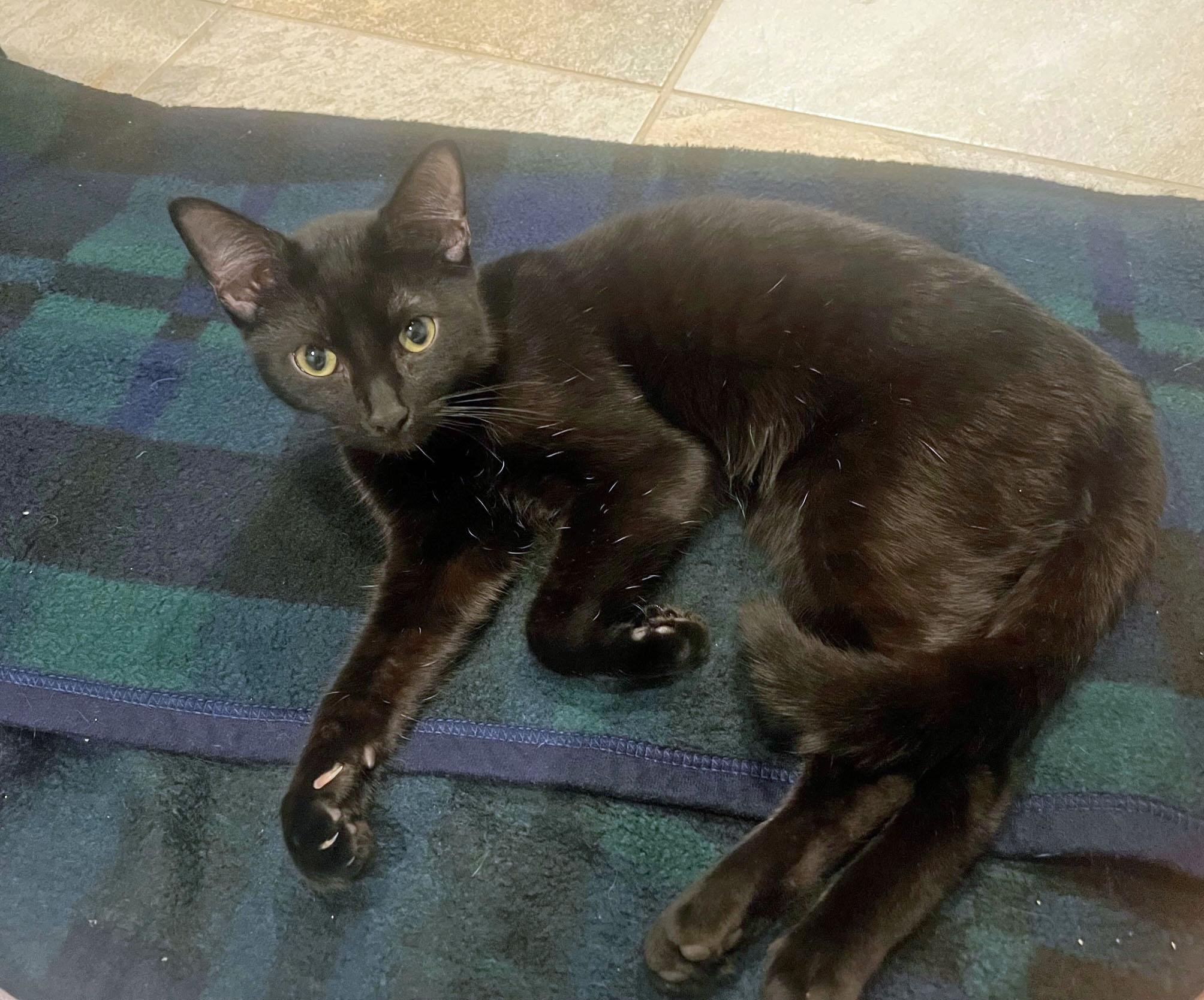 Hannon and Hardy, a ADOPTABLE Domestic Short Hair in Medfield, MA image 2/3