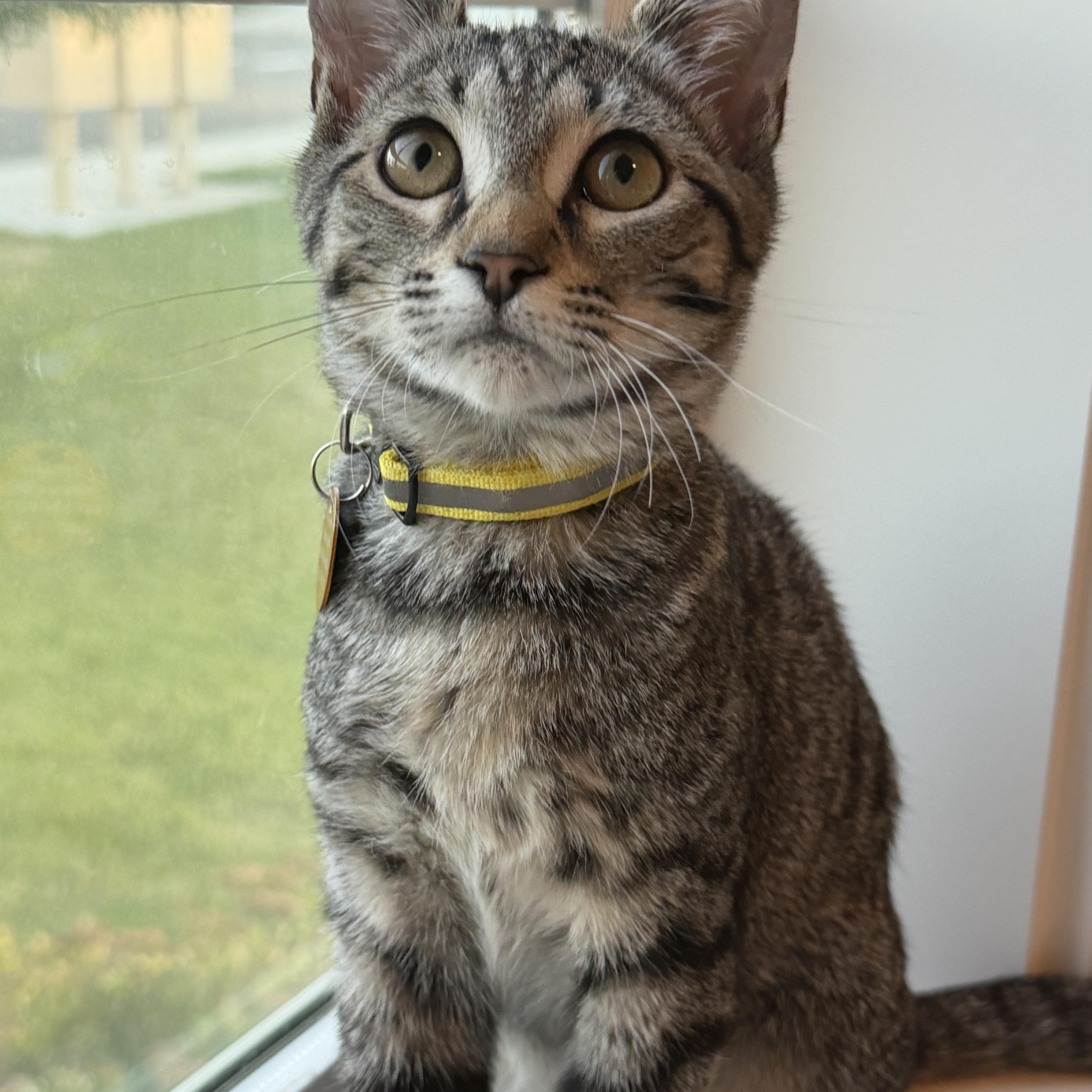 Enlarge London, a ADOPTABLE Tabby in Pasco, WA image 5/5