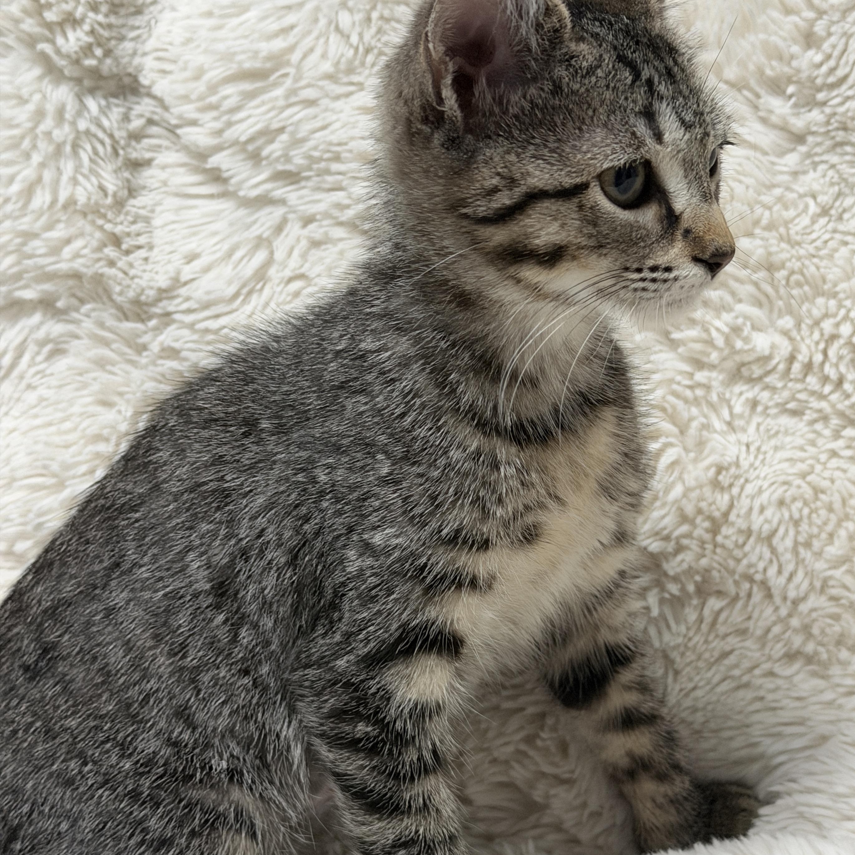 London, a ADOPTABLE Tabby in Pasco, WA image 2/4
