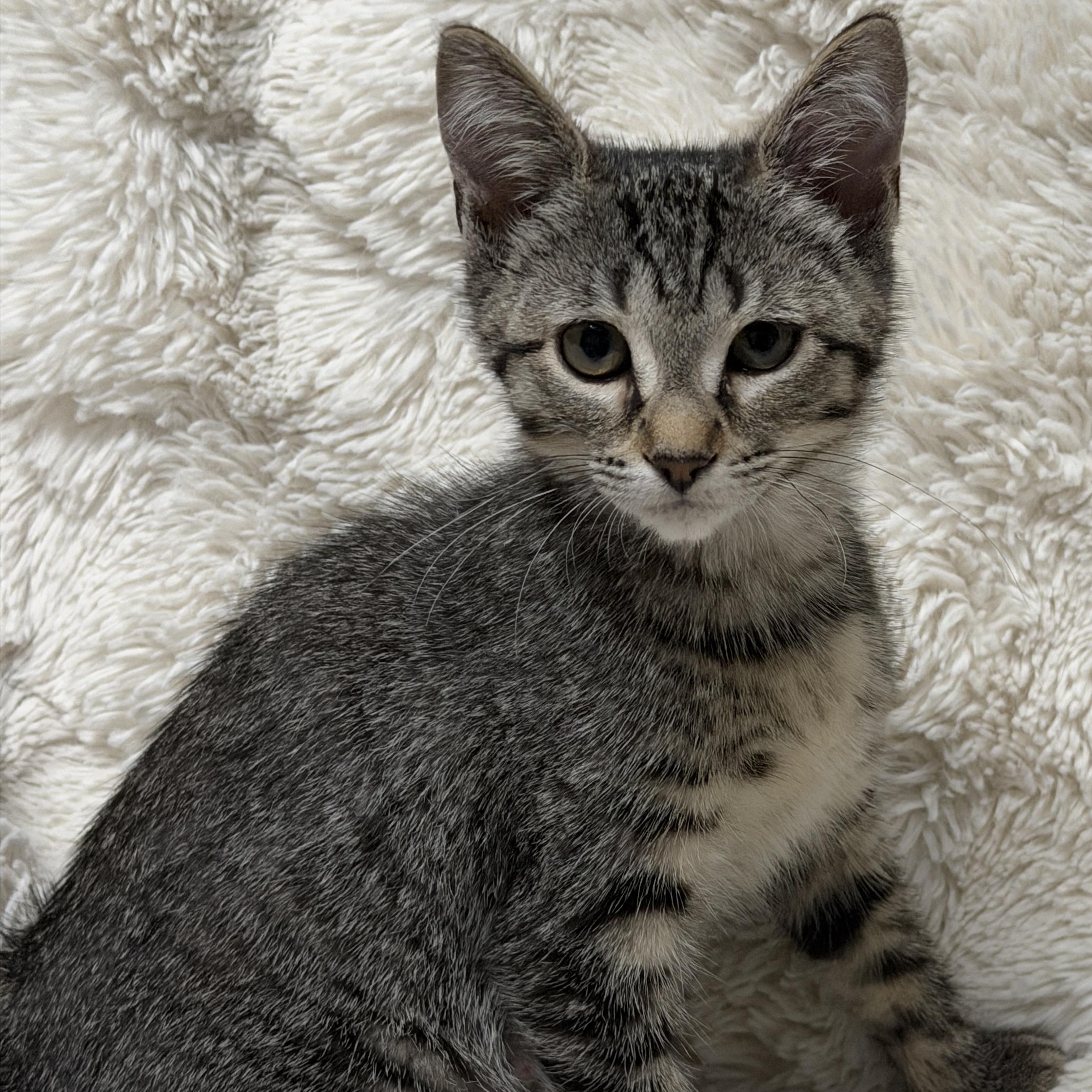 London, ADOPTABLE, Kitten Female Tabby.