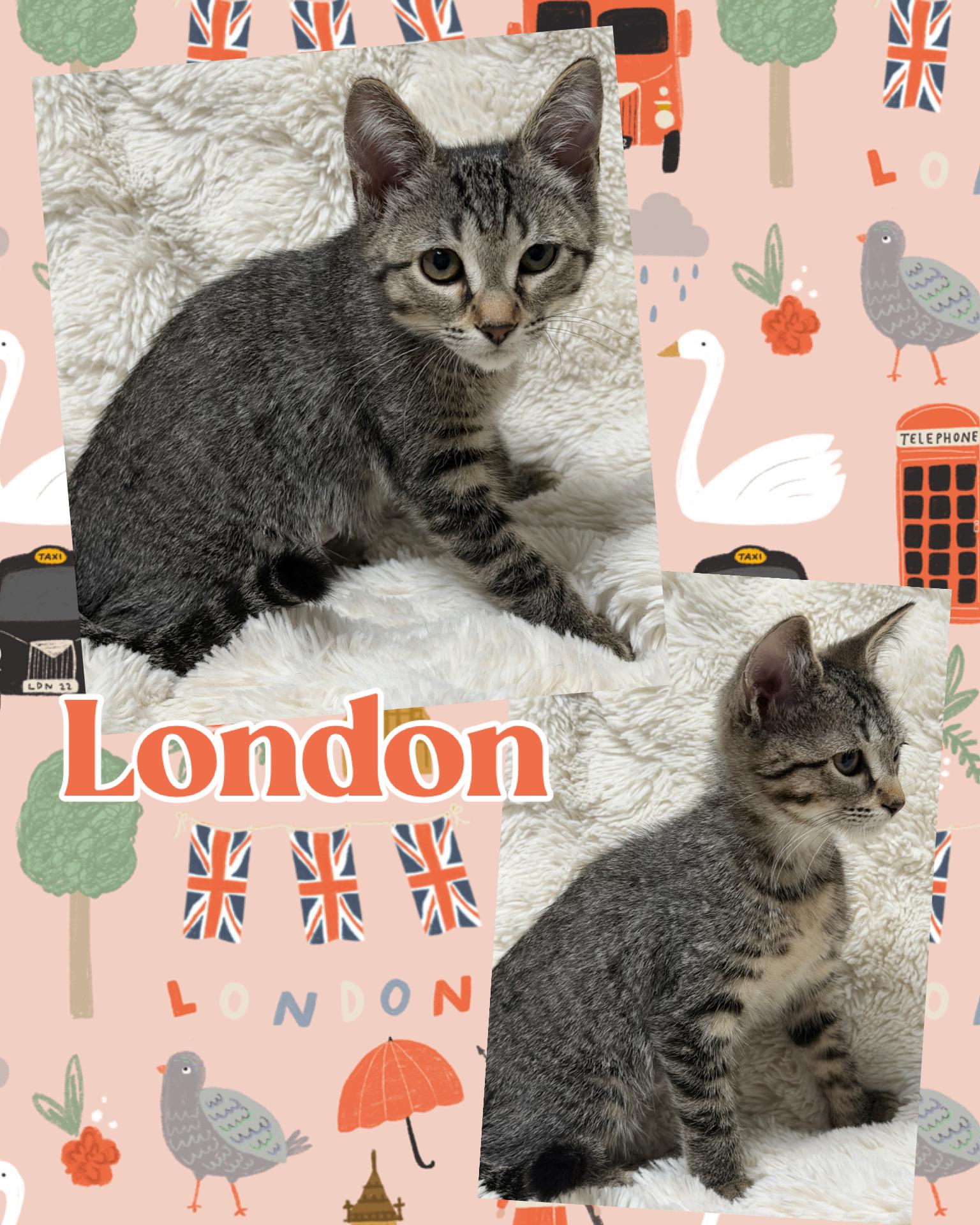 London, a ADOPTABLE Tabby in Pasco, WA image 4/4