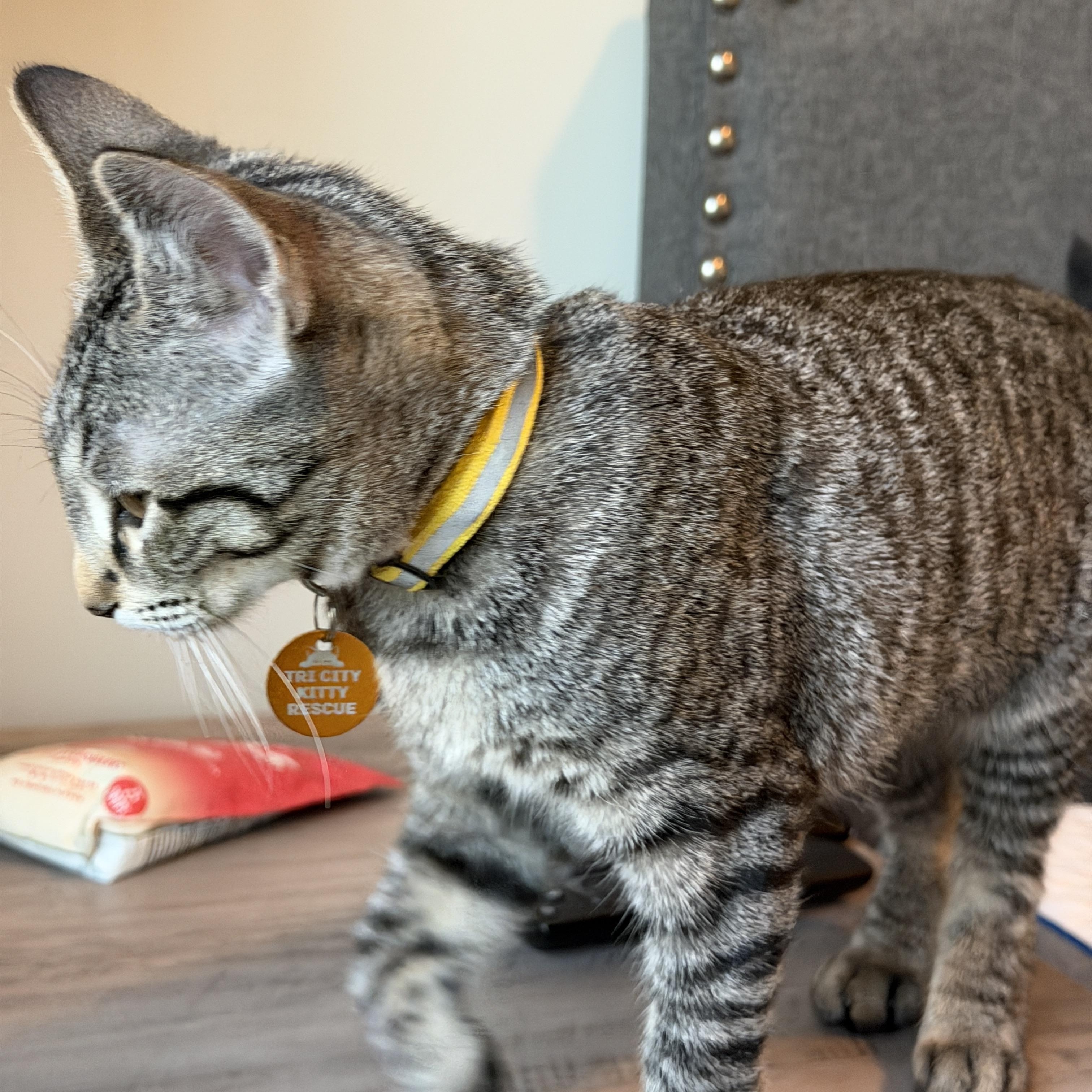 Enlarge London, a ADOPTABLE Tabby in Pasco, WA image 3/5