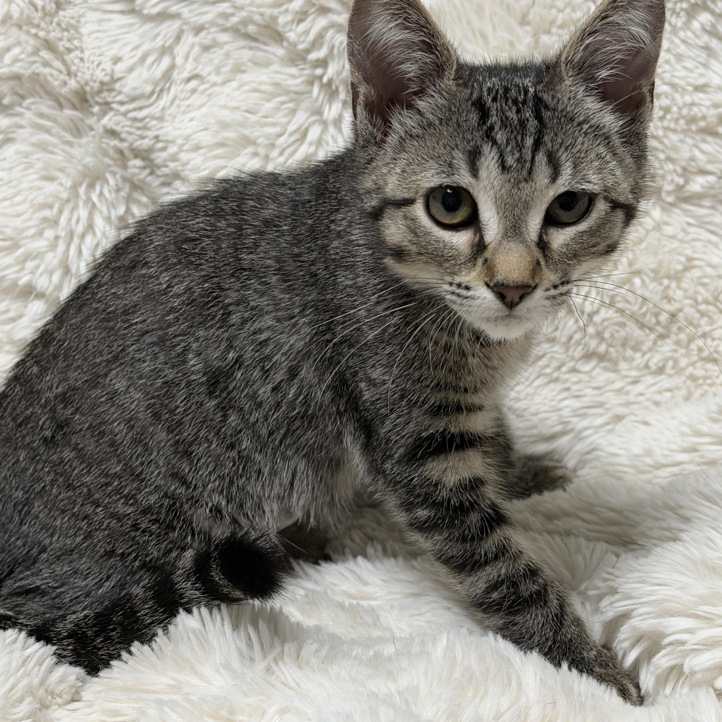 London, a ADOPTABLE Tabby in Pasco, WA image 3/4