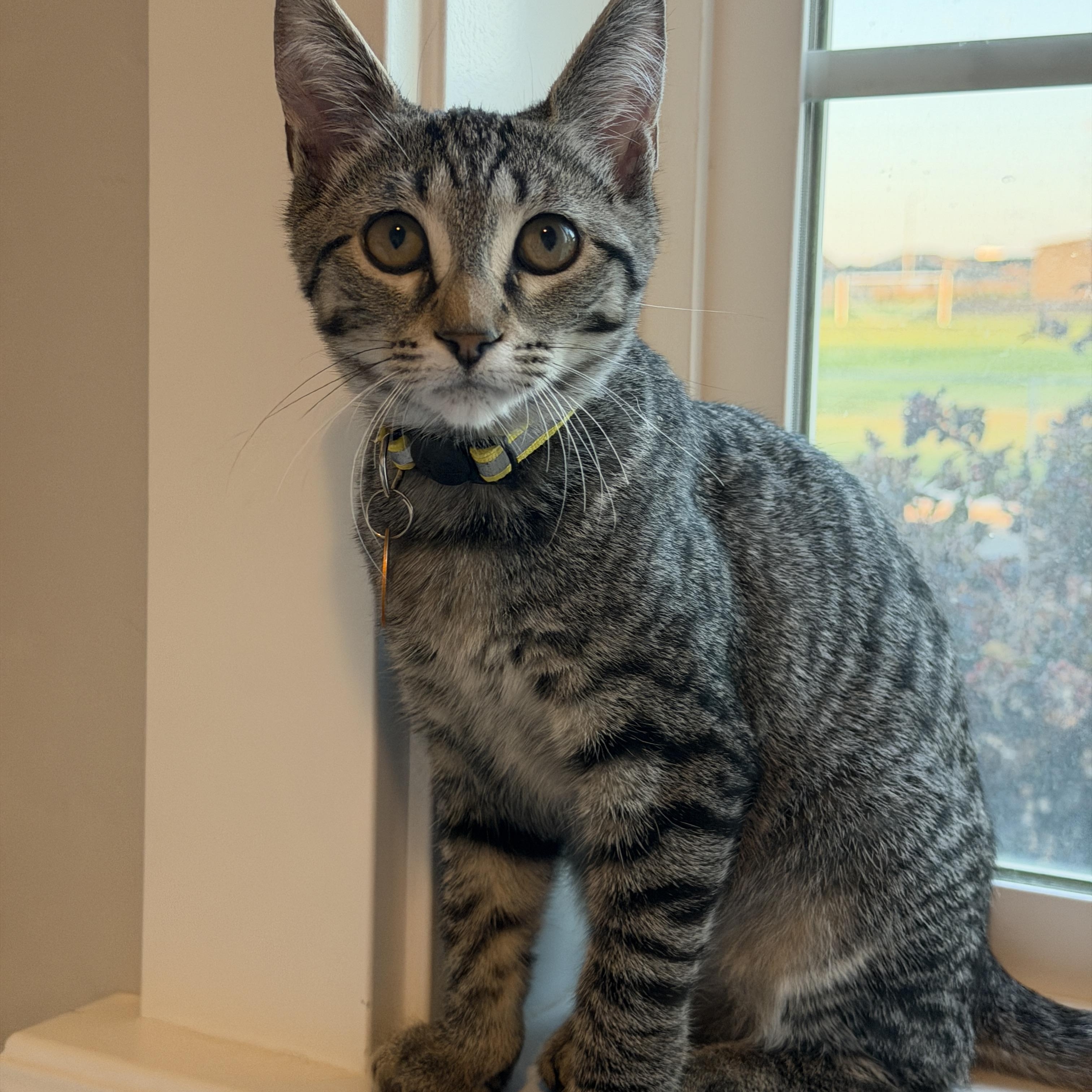 Enlarge London, a ADOPTABLE Tabby in Pasco, WA image 4/5