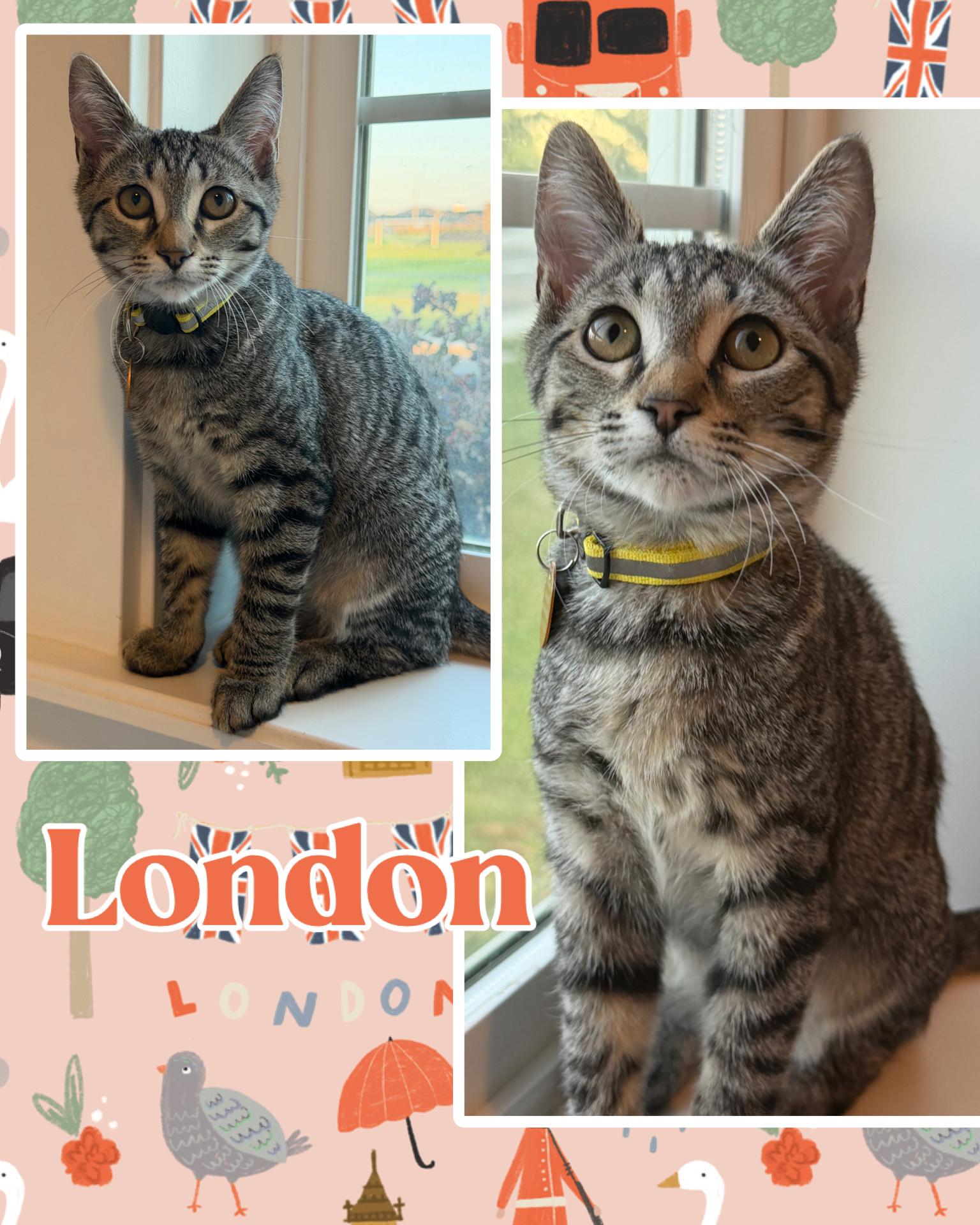 London, ADOPTABLE, Kitten Female Tabby.