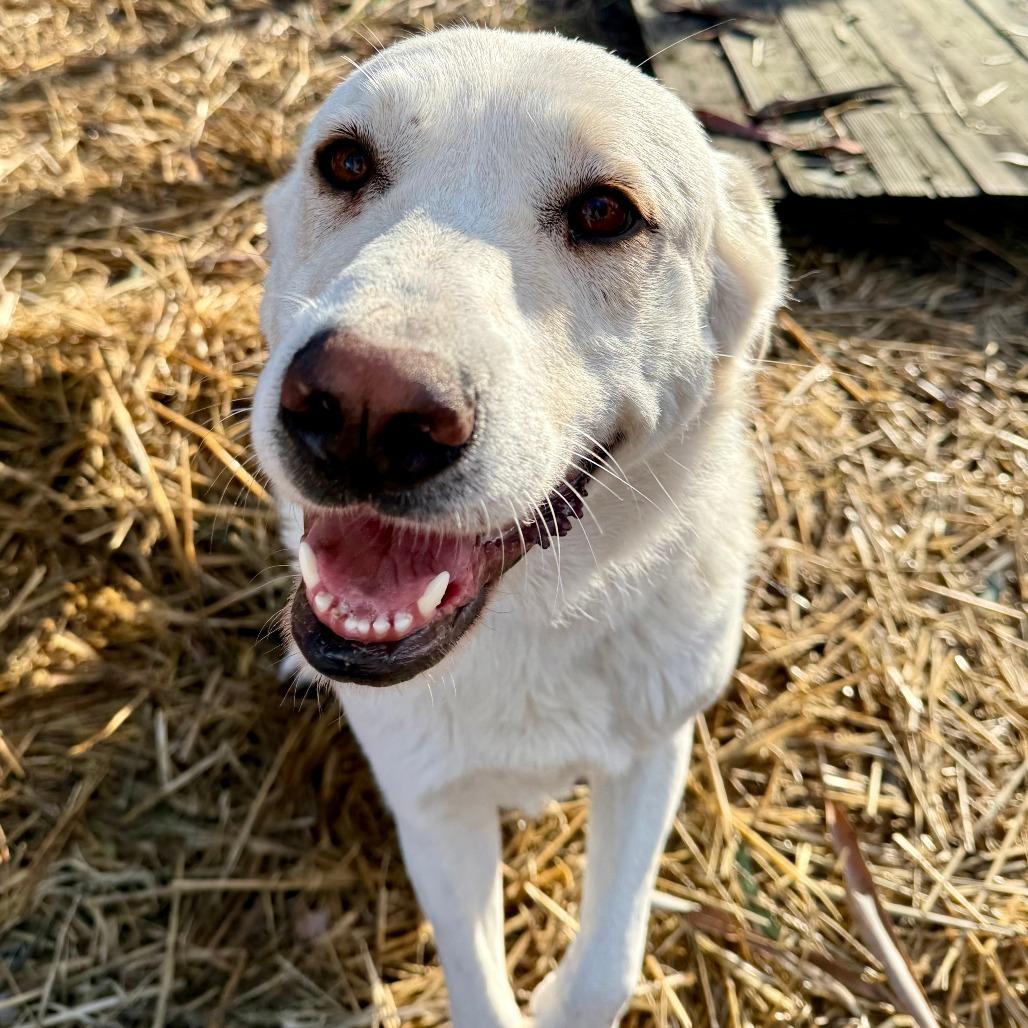 Rita, Adoptable, Young Female Great Pyrenees & Yellow Labrador Retriever.