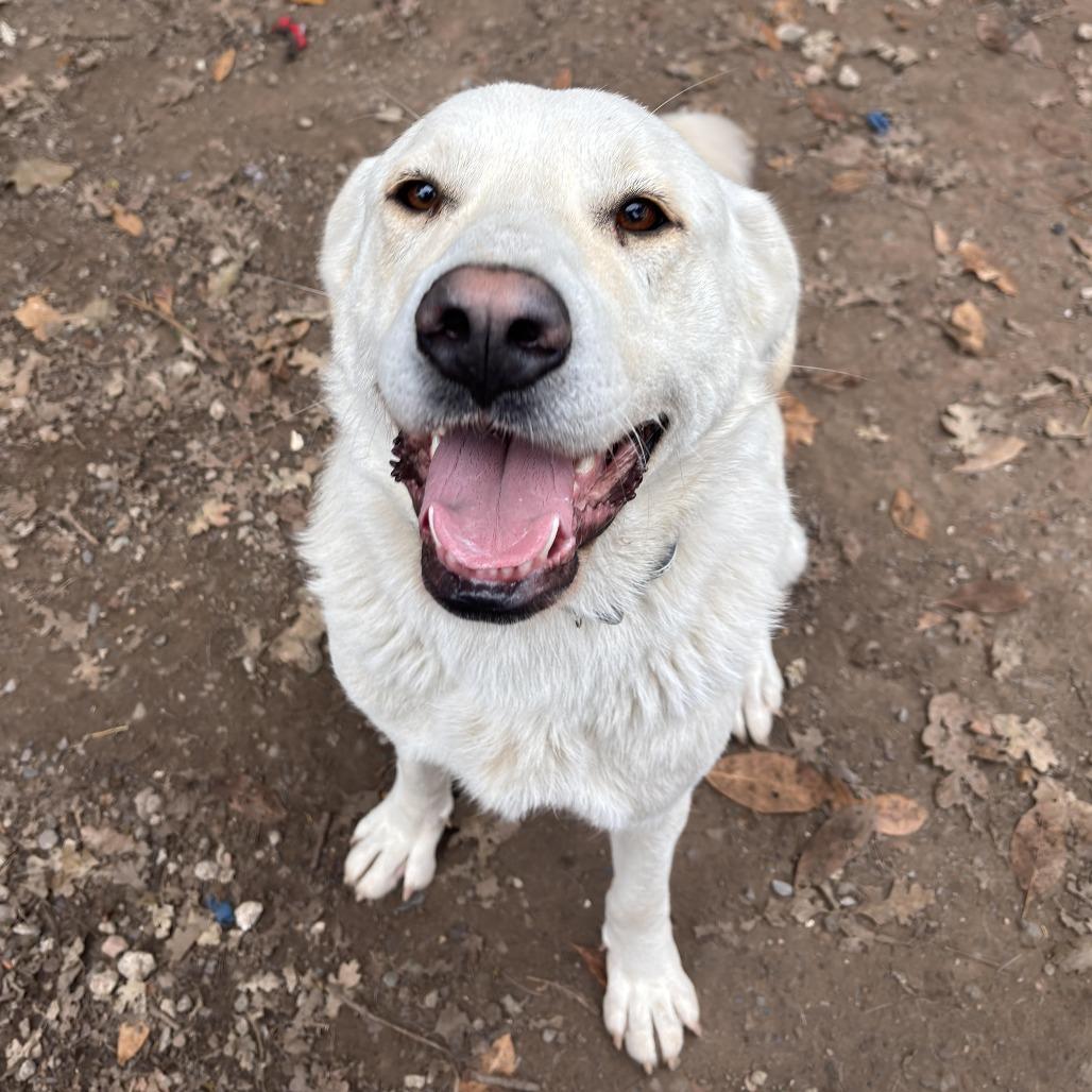 Rita, Adoptable, Young Female Great Pyrenees.
