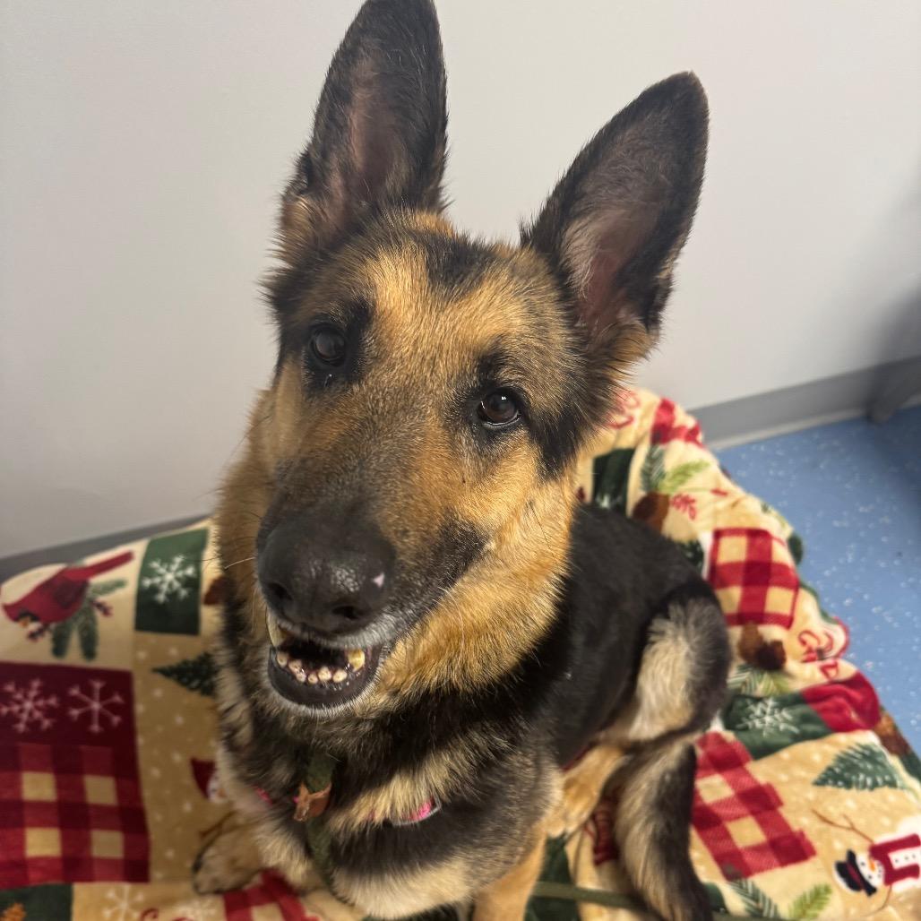 Enlarge Luna, a Adoptable German Shepherd Dog in Watertown, NY image 1/6