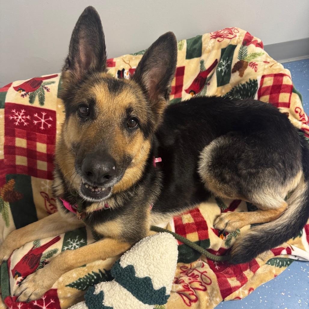 Enlarge Luna, a Adoptable German Shepherd Dog in Watertown, NY image 2/6