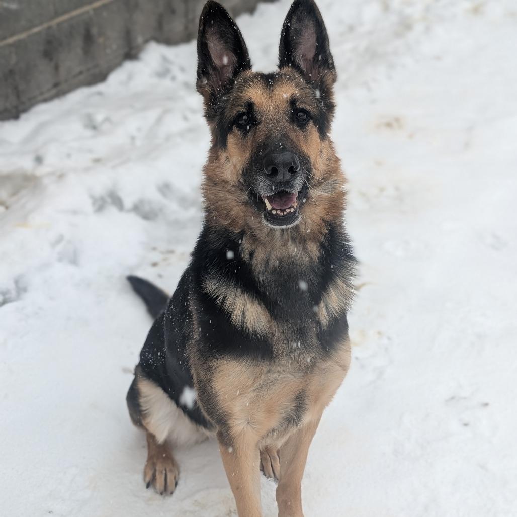 Luna, a Adoptable German Shepherd Dog in Watertown, NY image 3/6